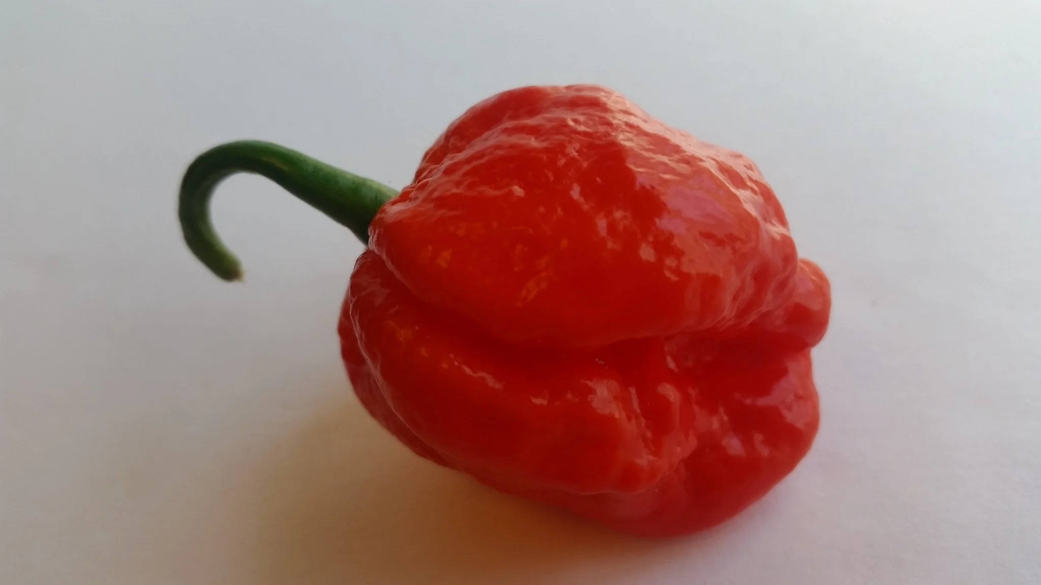 Super Hot Beast - Seeds - Image 4