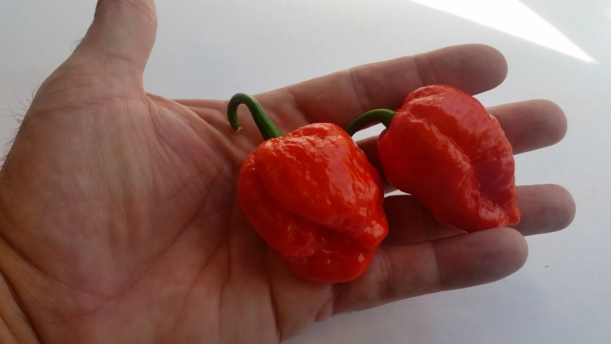 Super Hot Beast - Seeds - Image 6