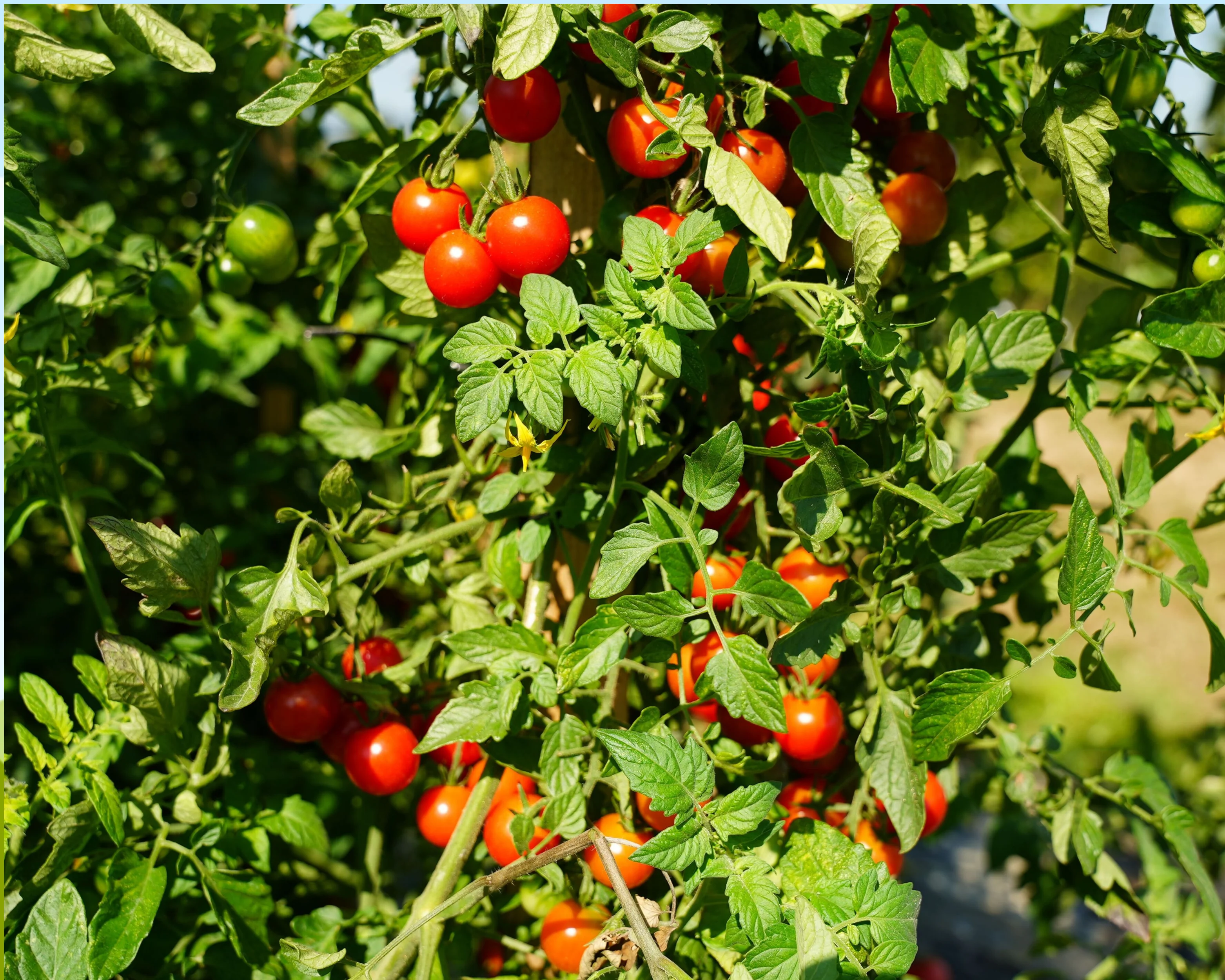 Super Sweet 100 Hybrid Tomato Seeds - Image 2