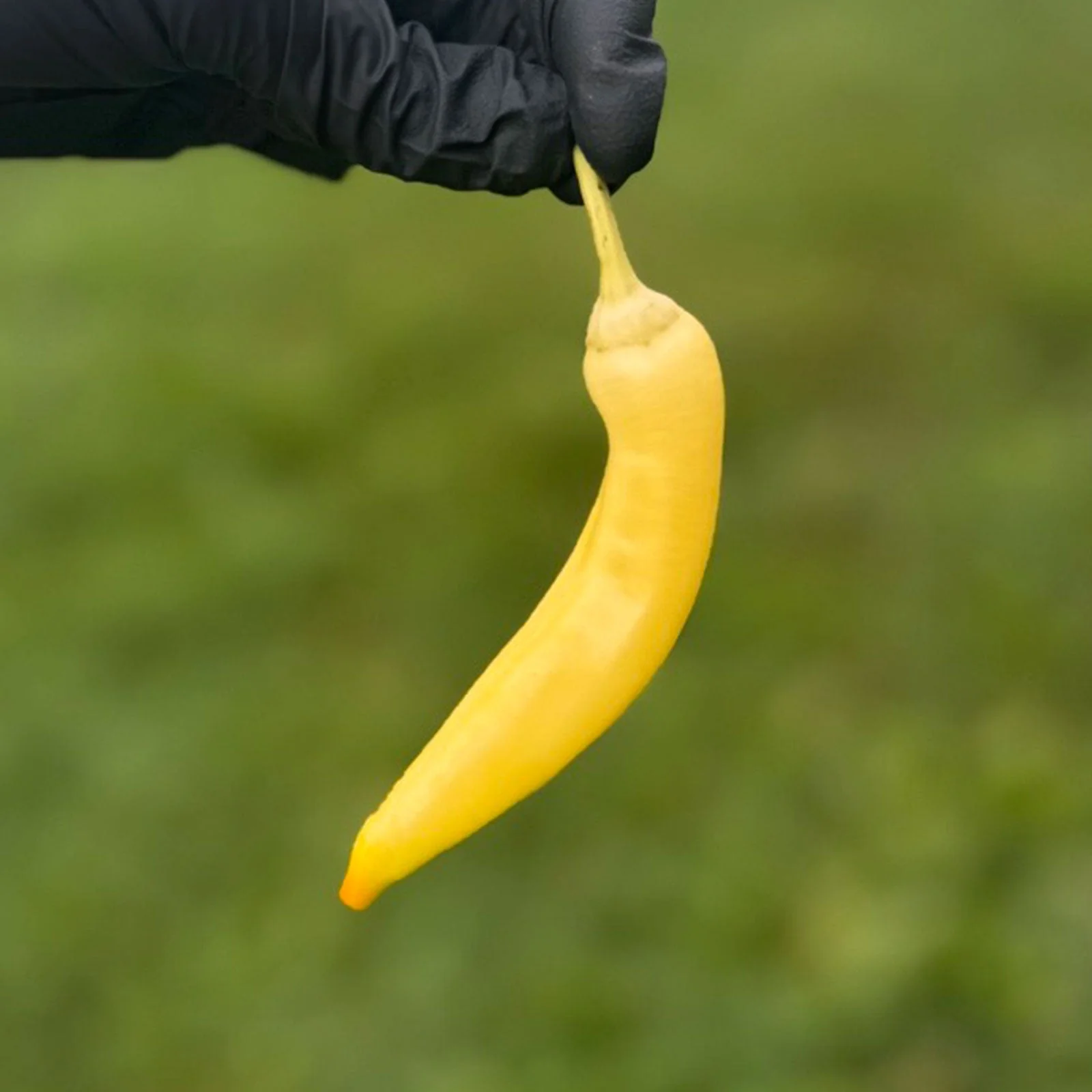 Sweet Banana Pepper Seeds - Image 2