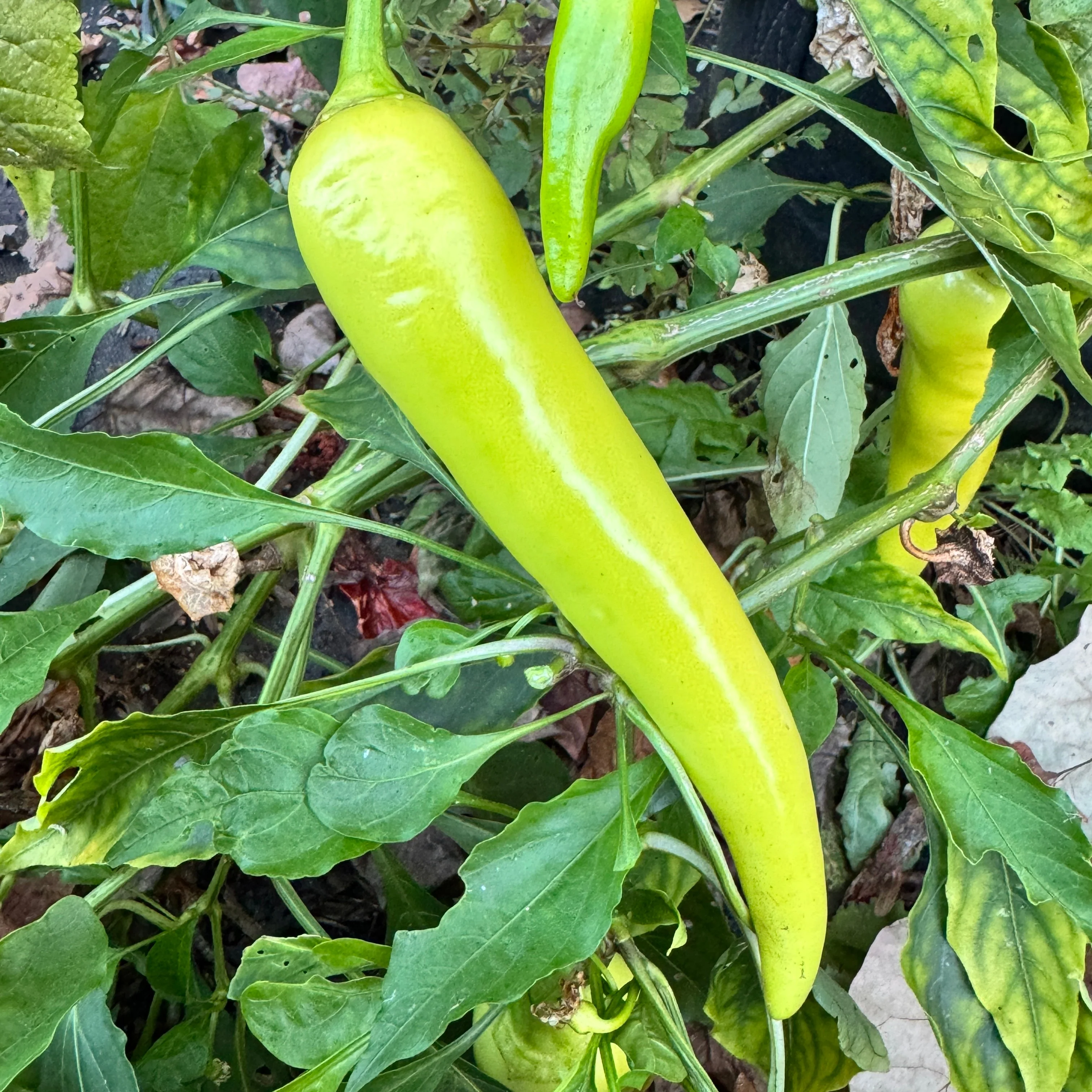 Sweet Banana - Seeds - Image 2