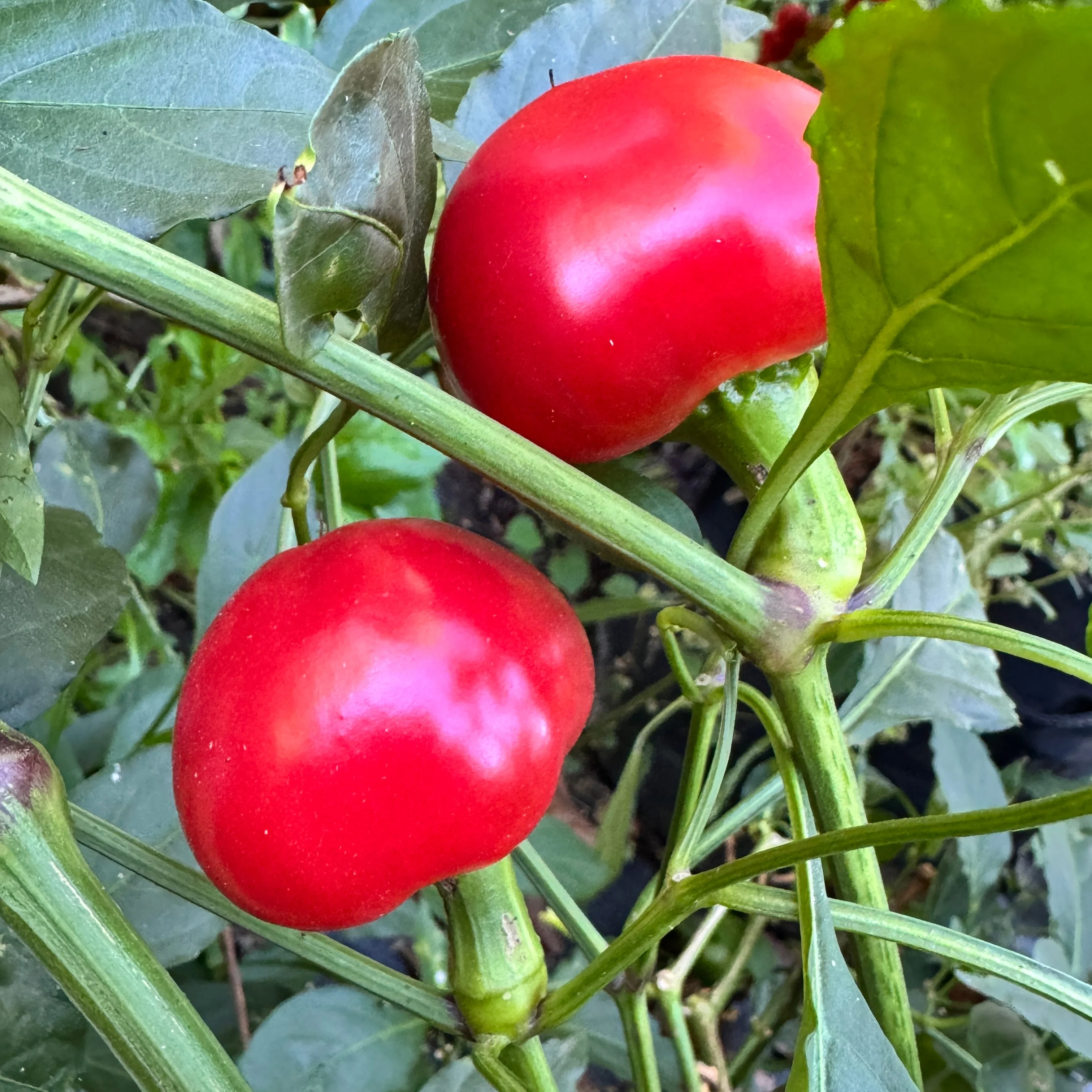 Sweet Cherry - Seeds - Image 2