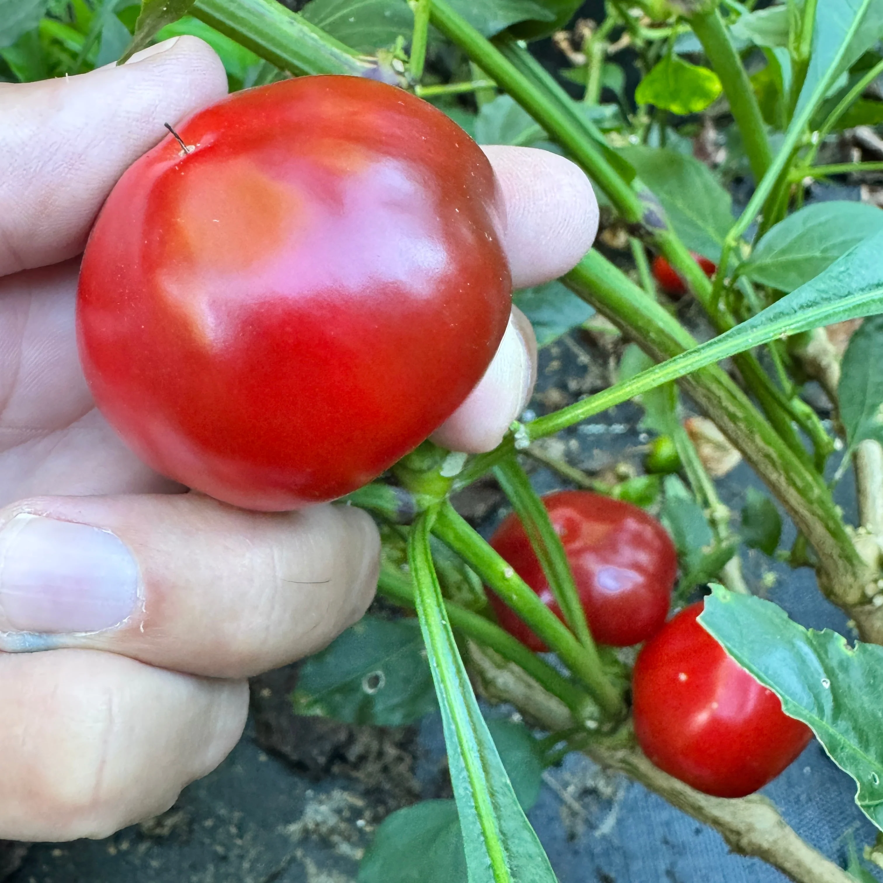 Sweet Cherry - Seeds - Image 3