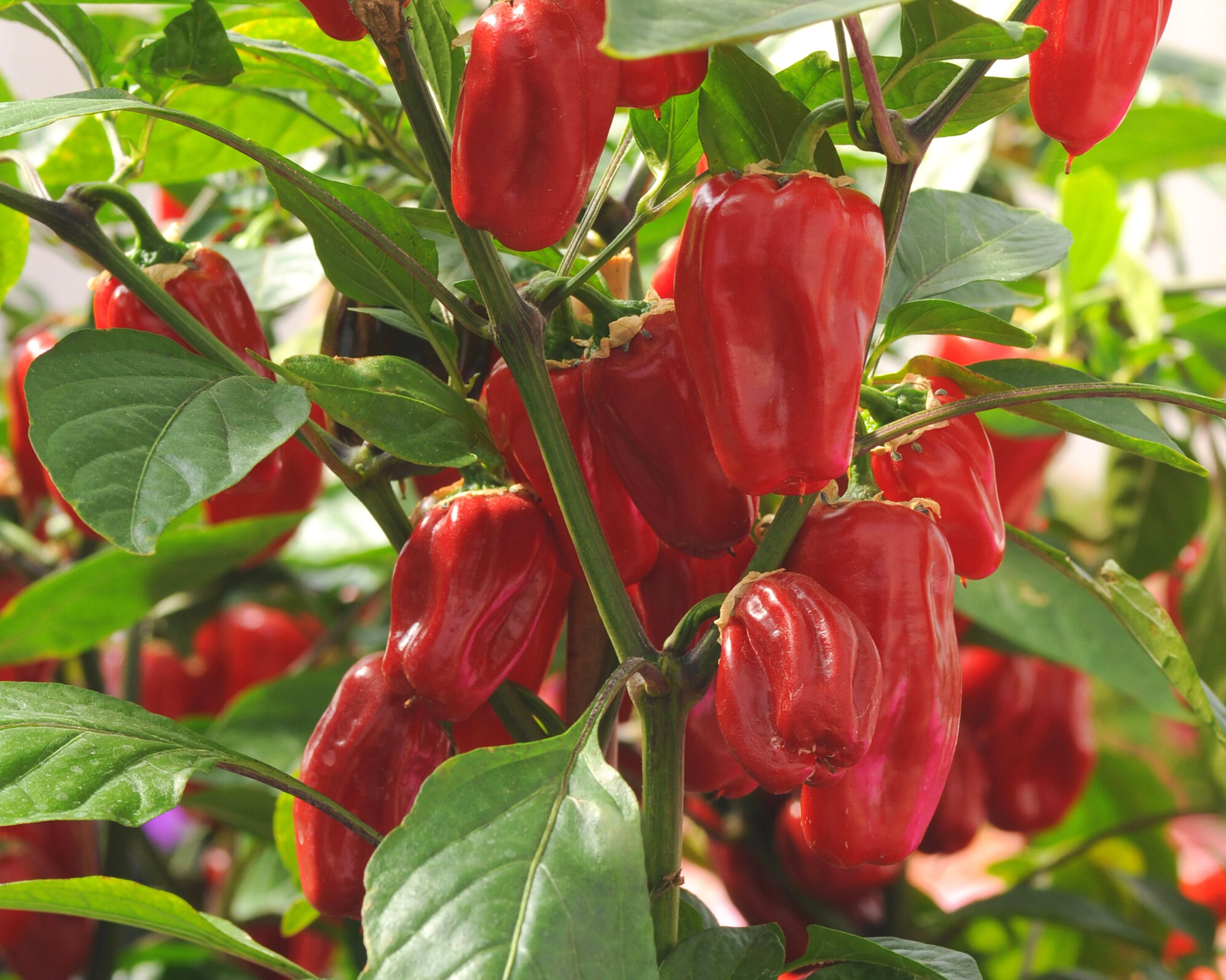 Sweet Heat Hybrid Bell Pepper Seeds - Image 2