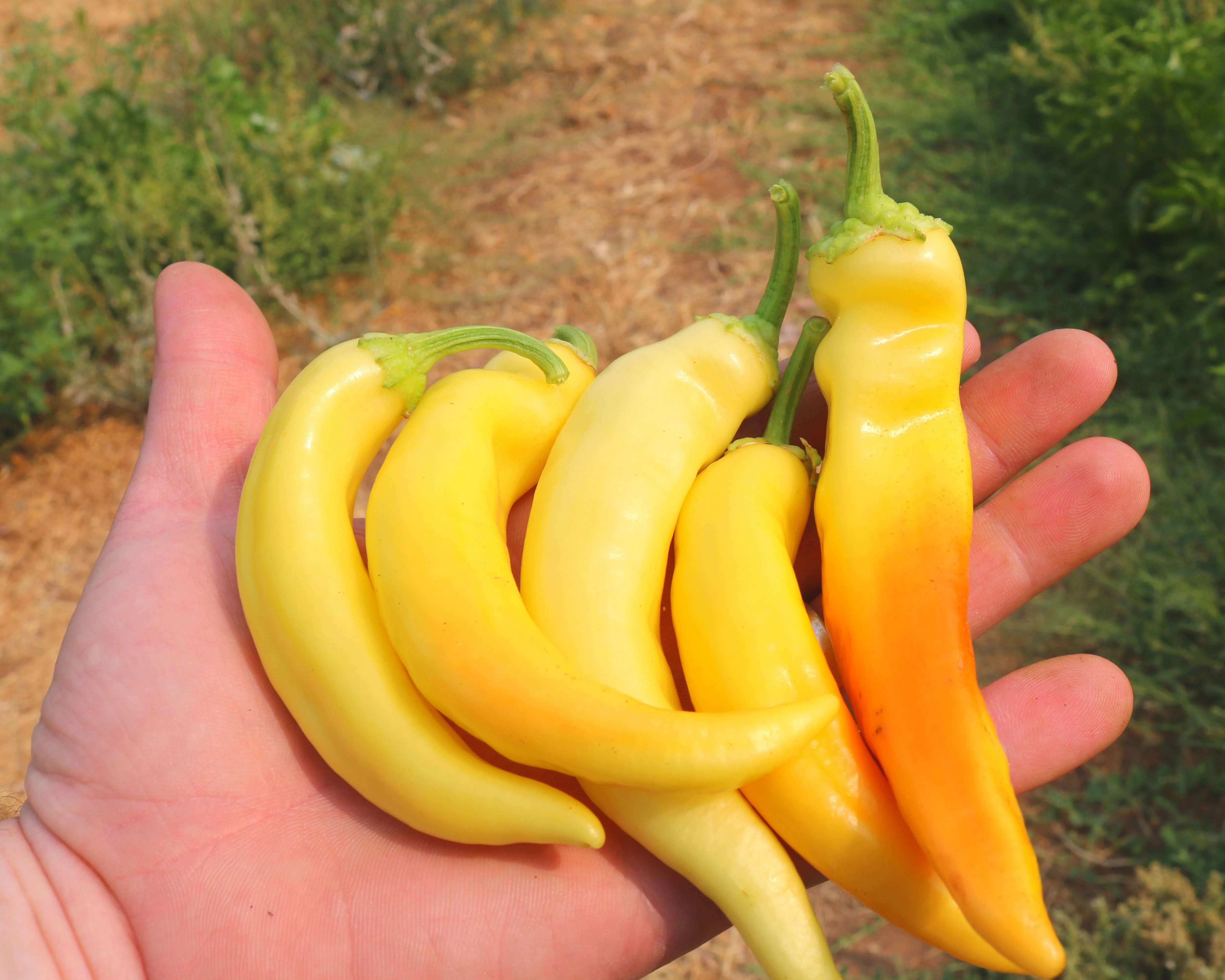 Sweet Sunset Hybrid Pepper Seeds - Image 2