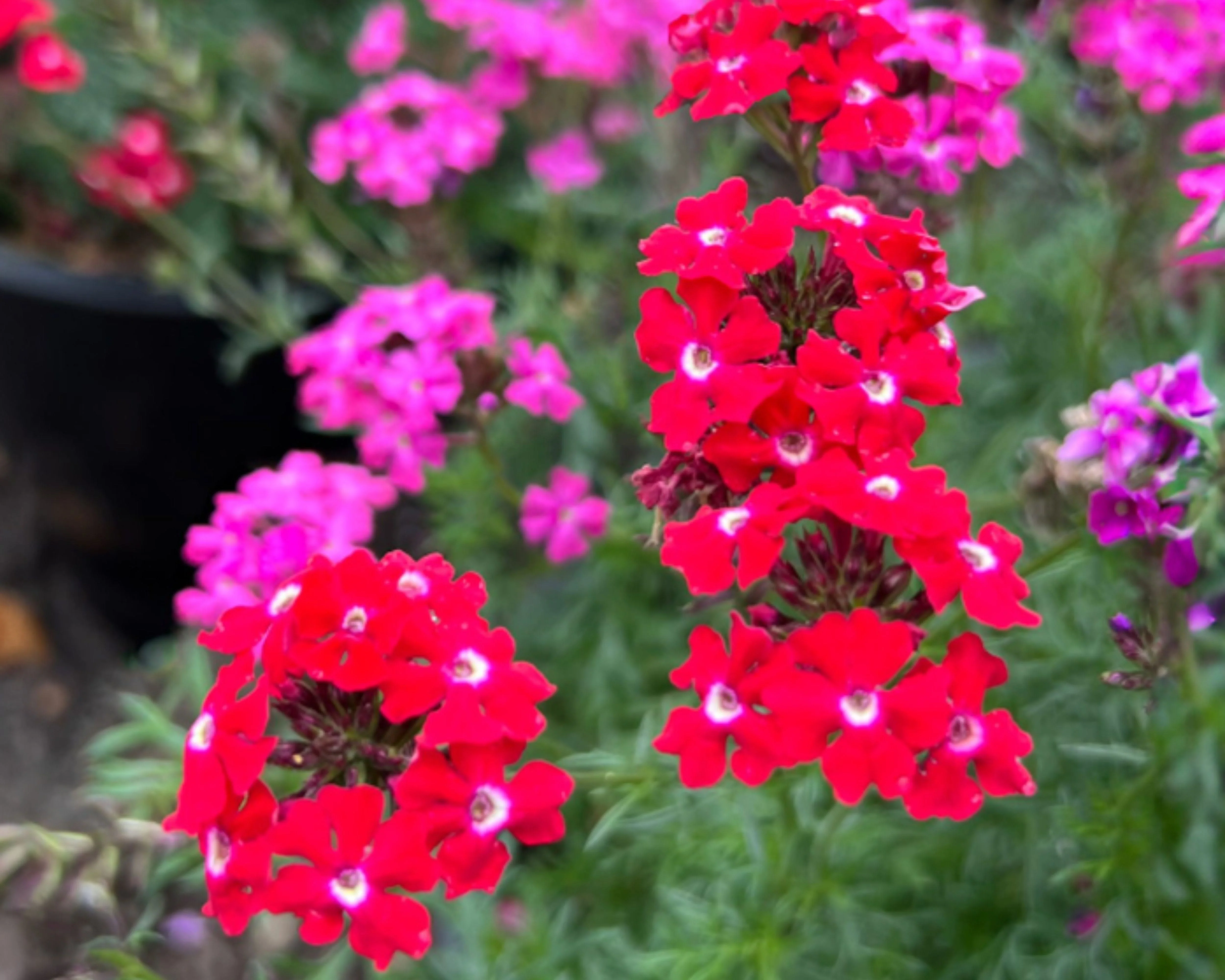 Sweetheart Kisses Verbena Seeds - Image 2