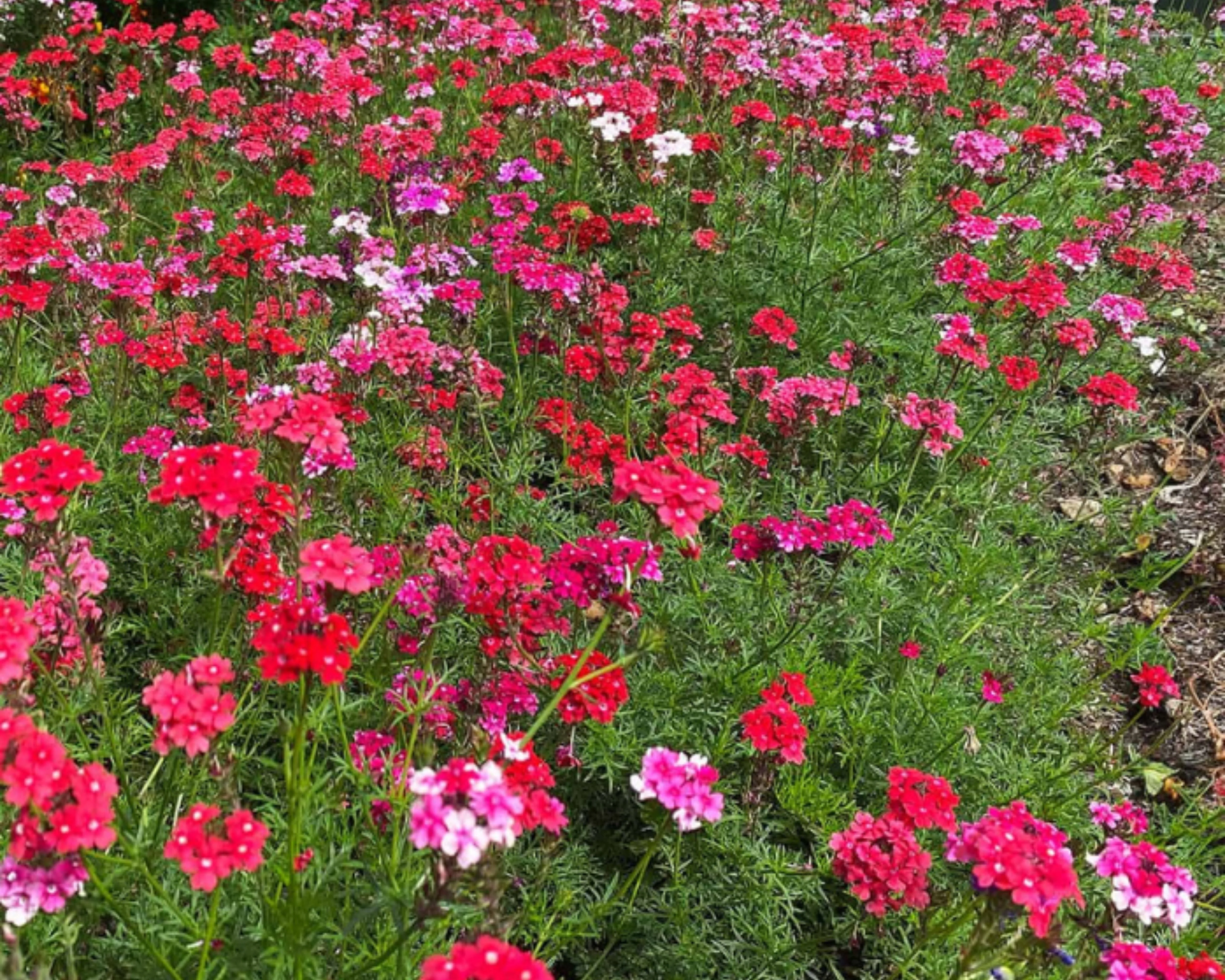 Sweetheart Kisses Verbena Seeds - Image 3