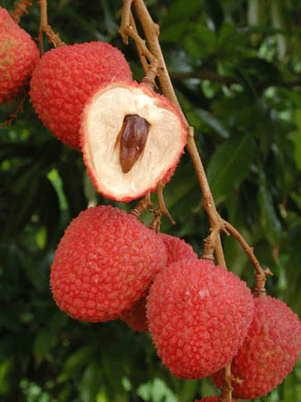 SweetHeart Lychee Tree - Image 2