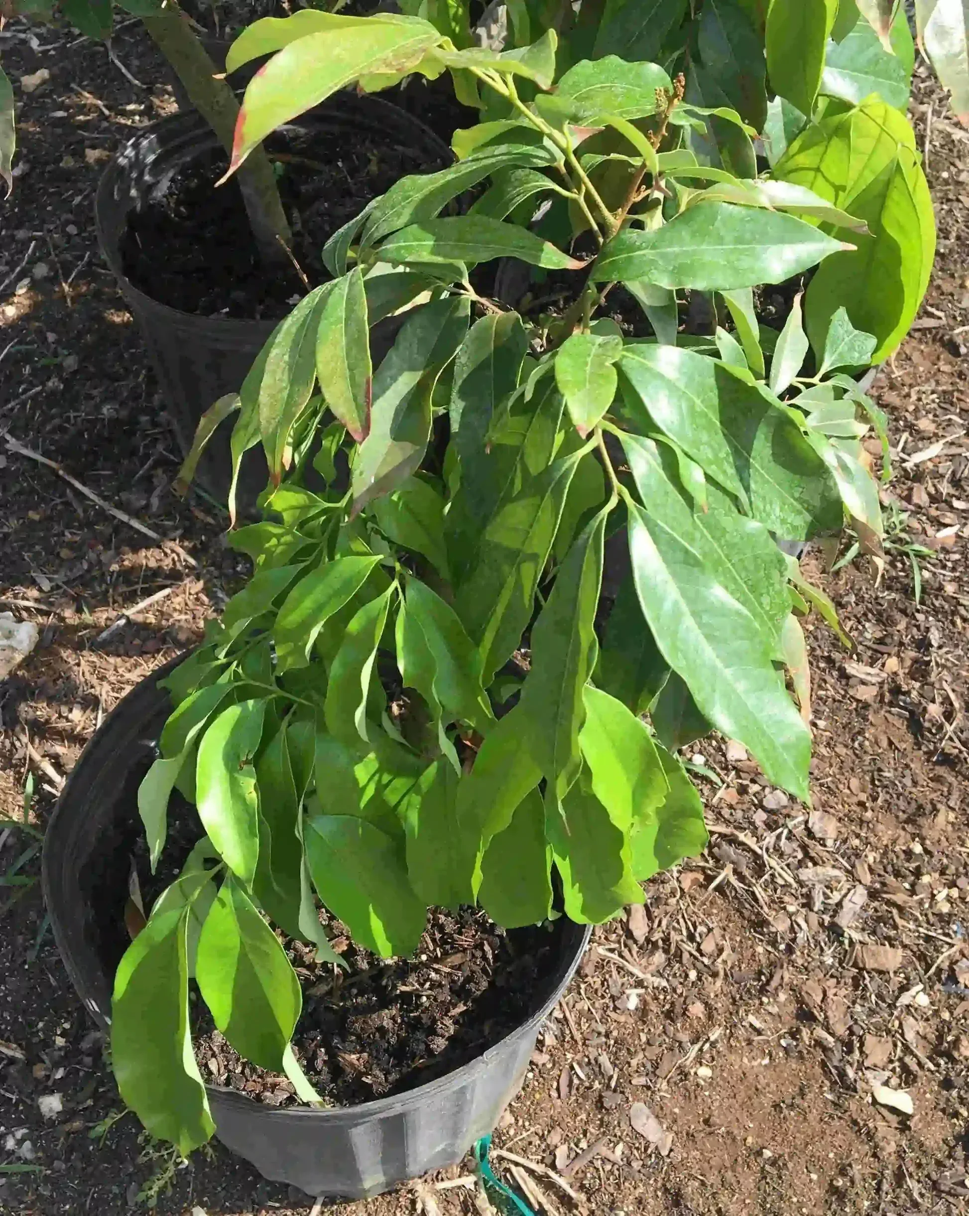 SweetHeart Lychee Tree - Image 3