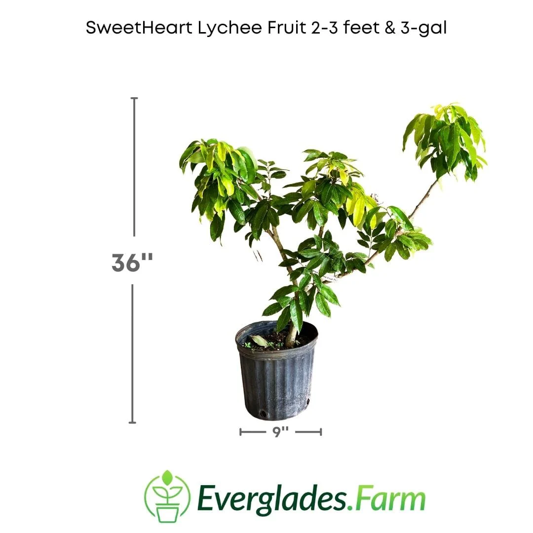 SweetHeart Lychee Tree - Image 4
