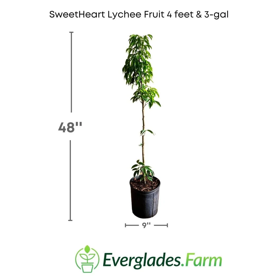 SweetHeart Lychee Tree - Image 5