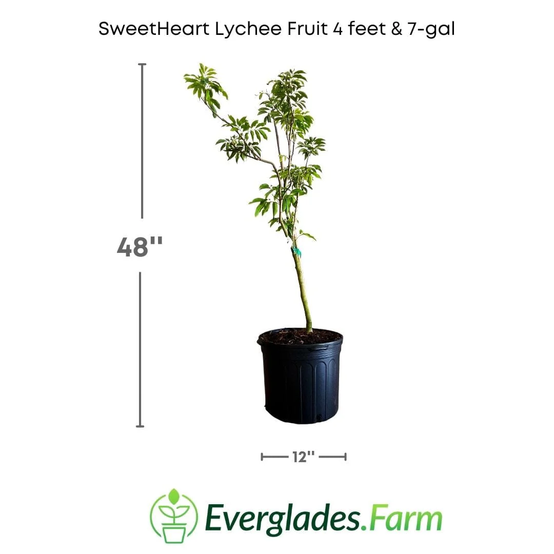 SweetHeart Lychee Tree - Image 6