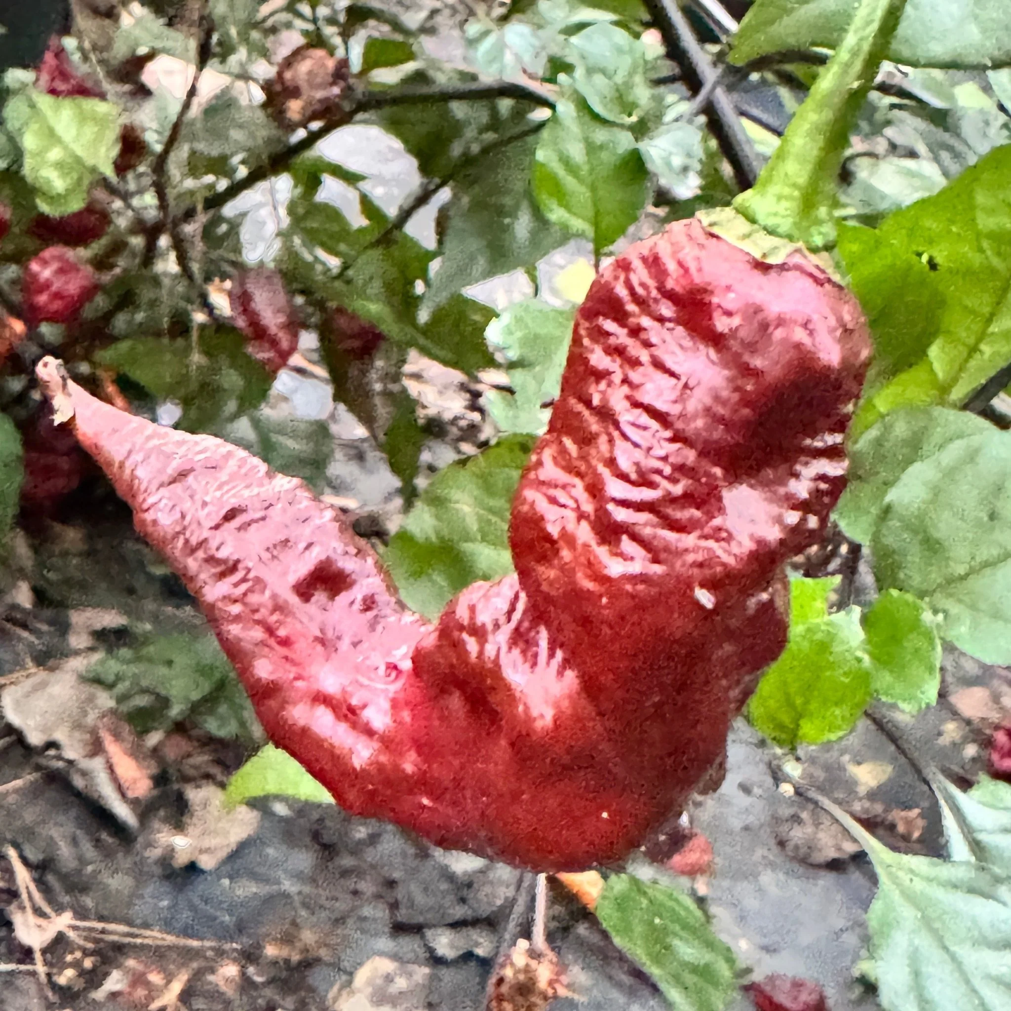 T-REX Chocolate - Seeds - Image 2