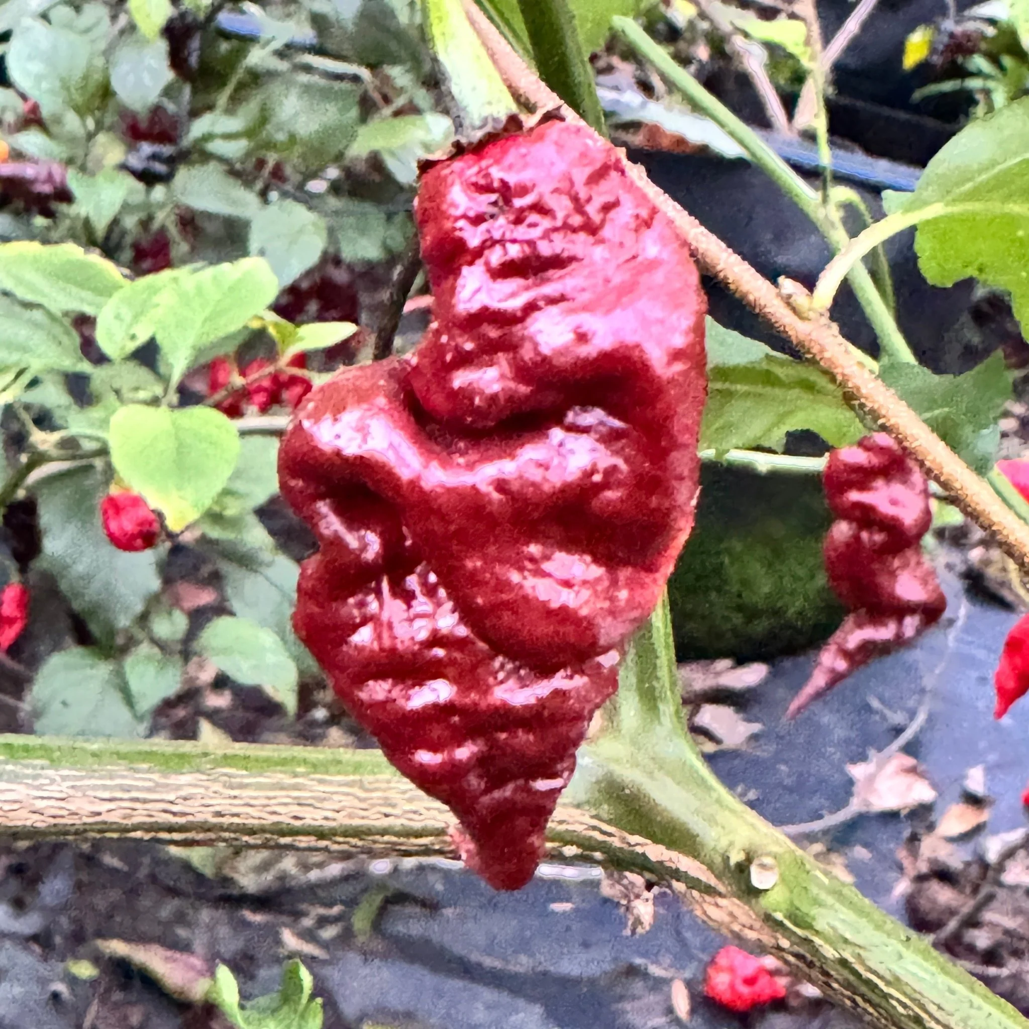 T-REX Chocolate - Seeds - Image 6