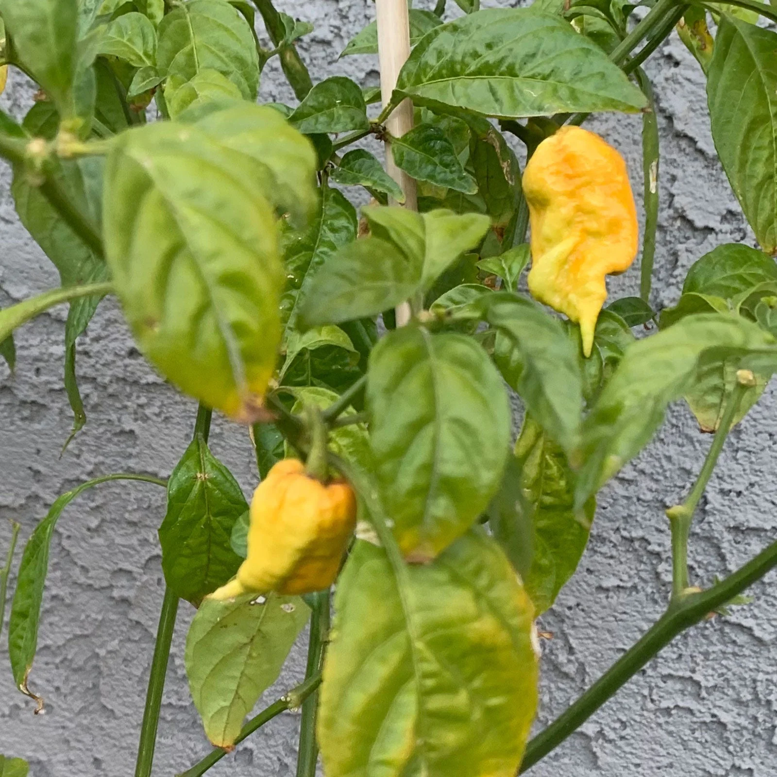 T-Rex Yellow Chili Pepper Seeds - Image 2