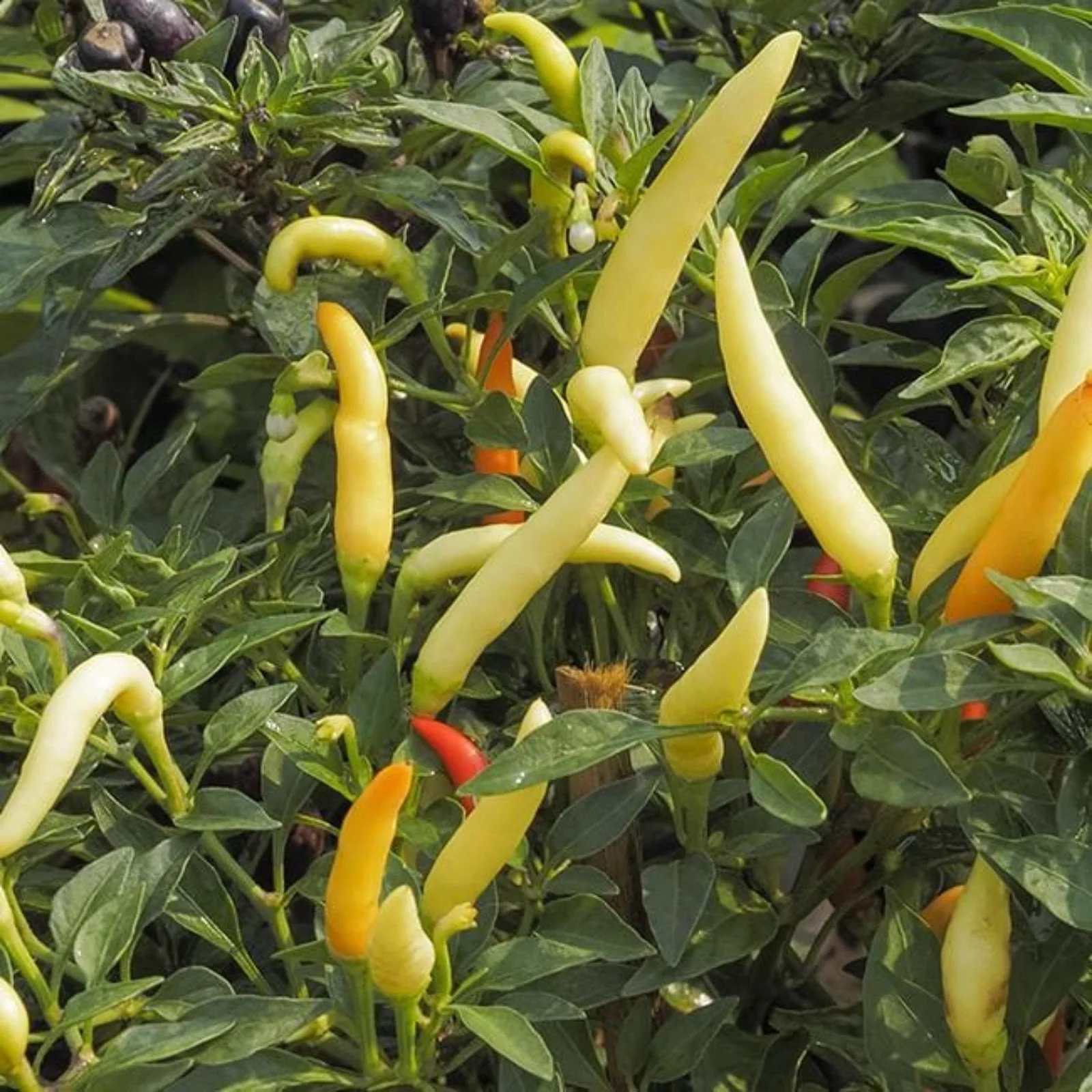 Tabasco Hot Pepper Seeds - Image 2