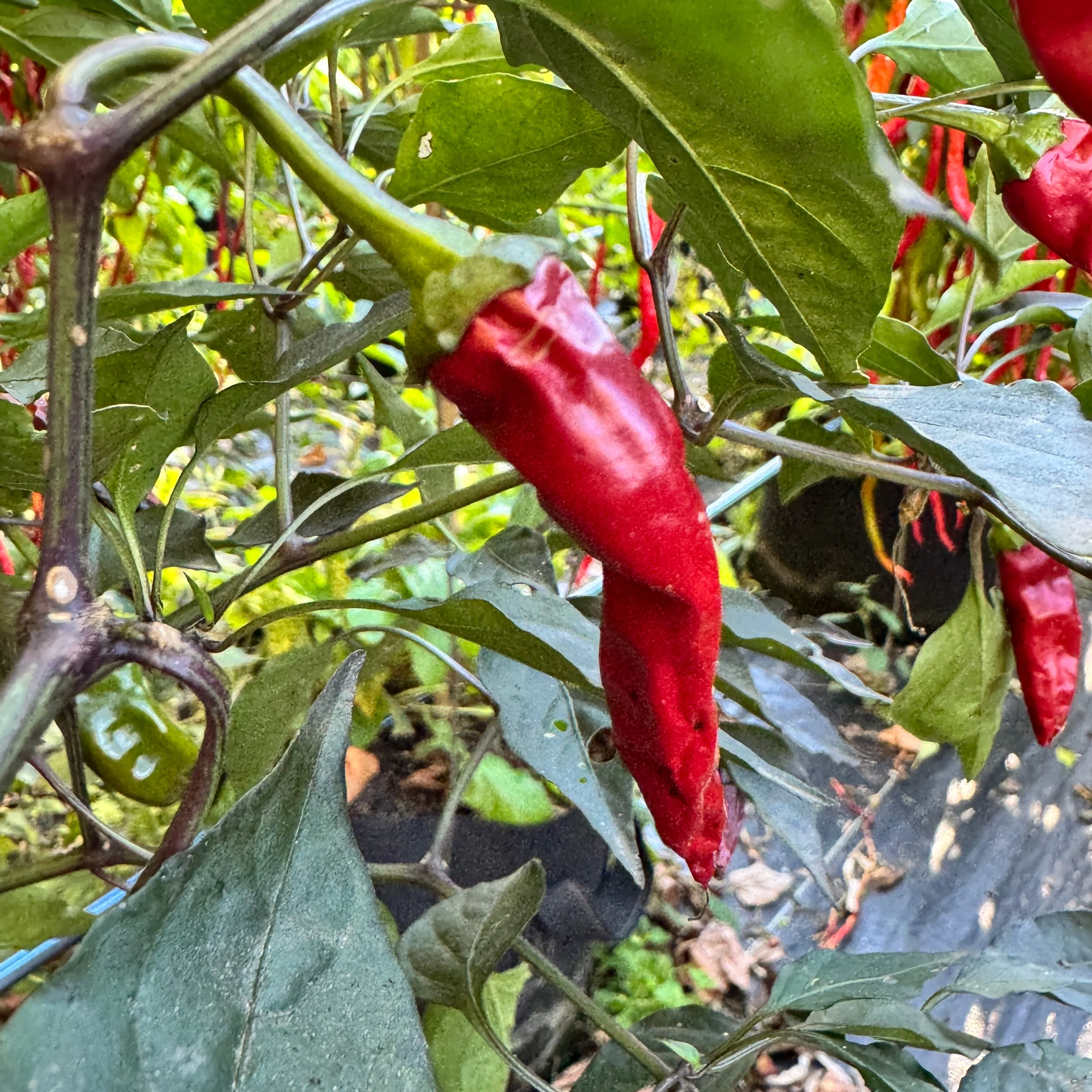 Thai Black - Seeds - Image 4