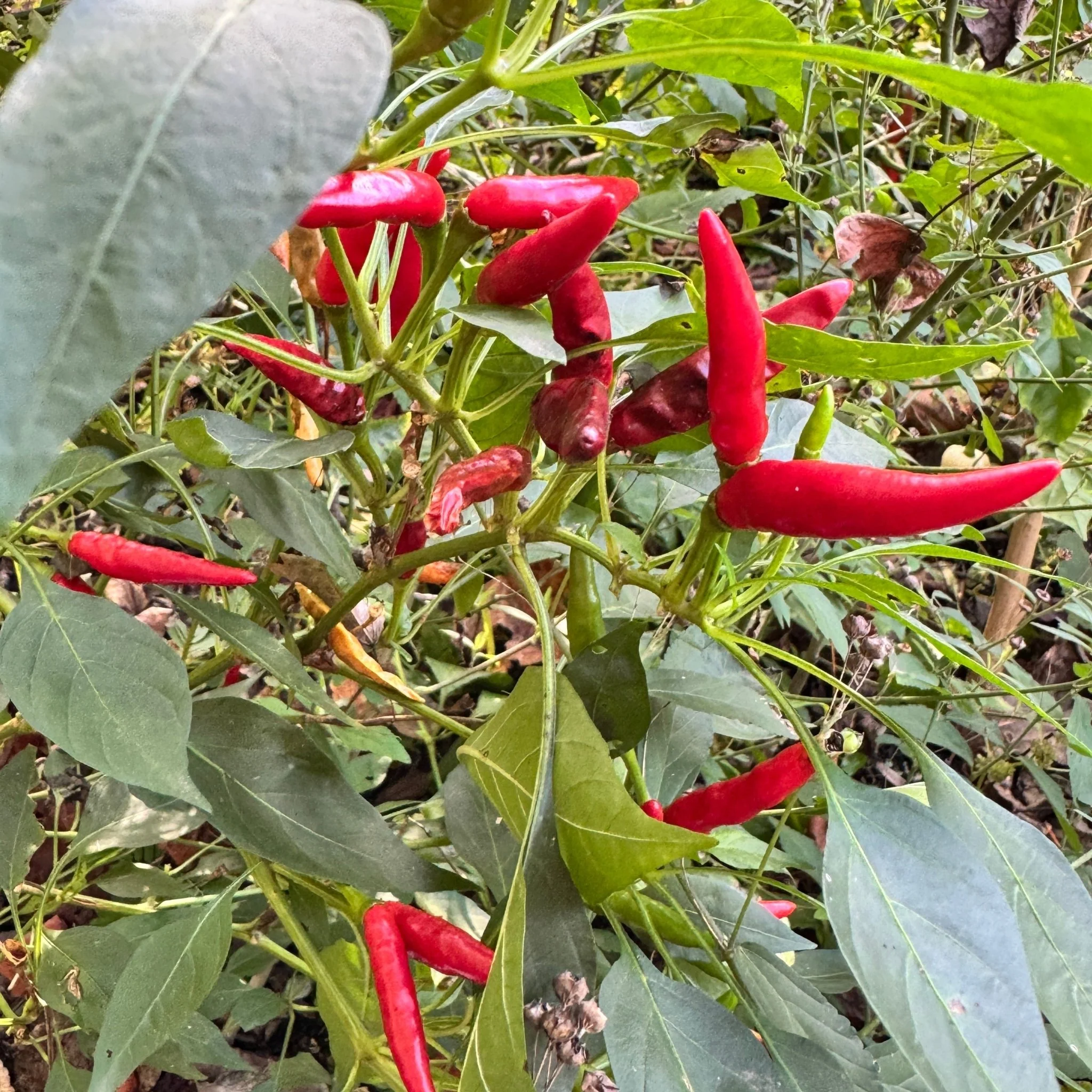 Thai Dragon - Seeds - Image 2