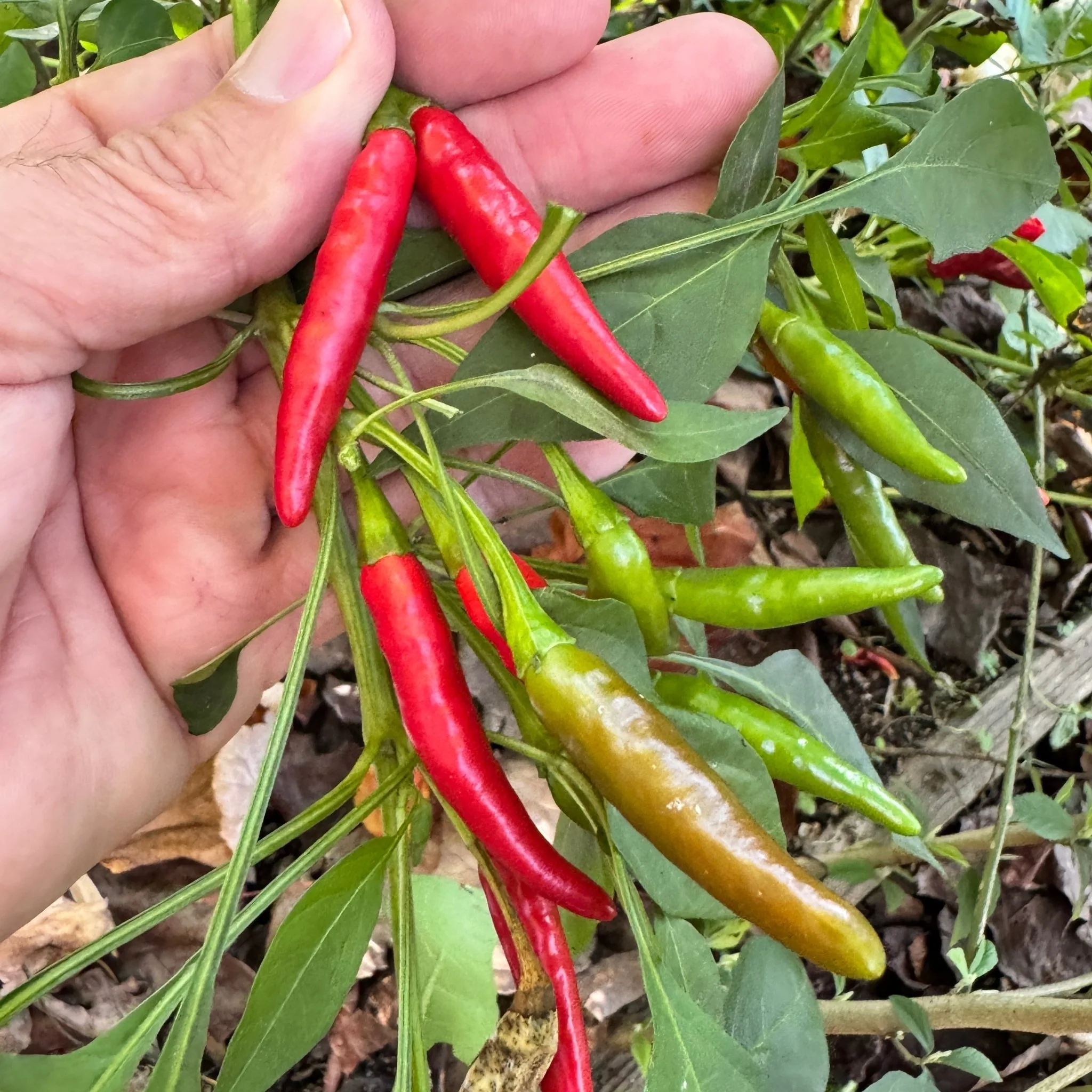 Thai Dragon - Seeds - Image 3