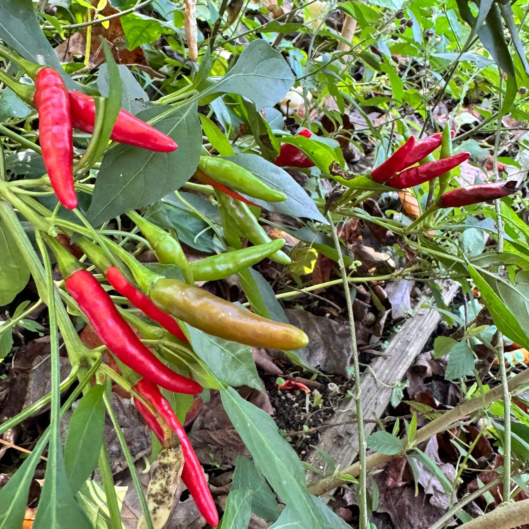 Thai Dragon - Seeds - Image 4