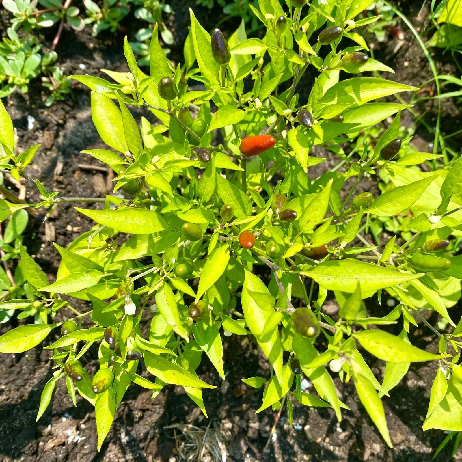Thai Hot Pepper Seeds - Image 2