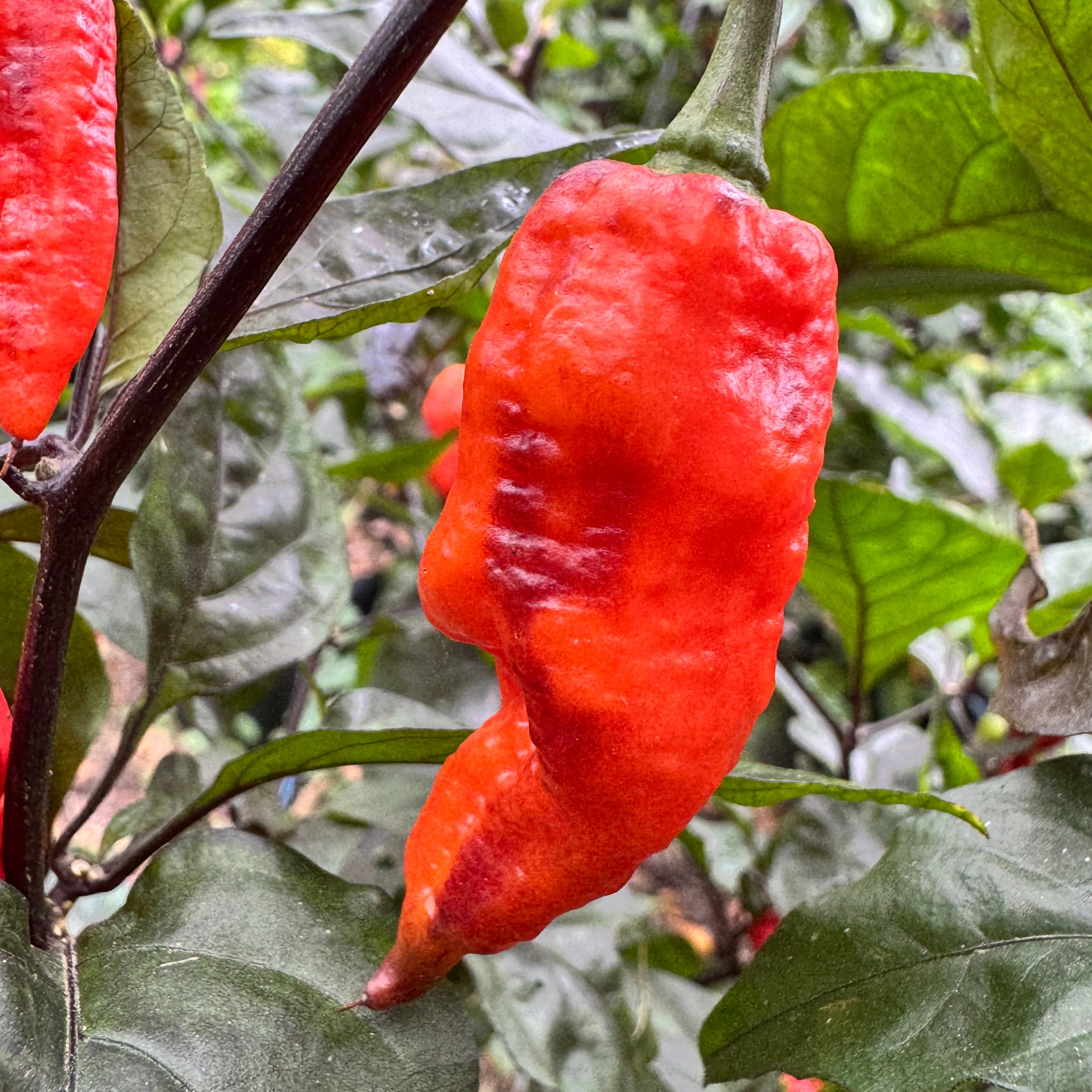 Thanos - Red - Seeds