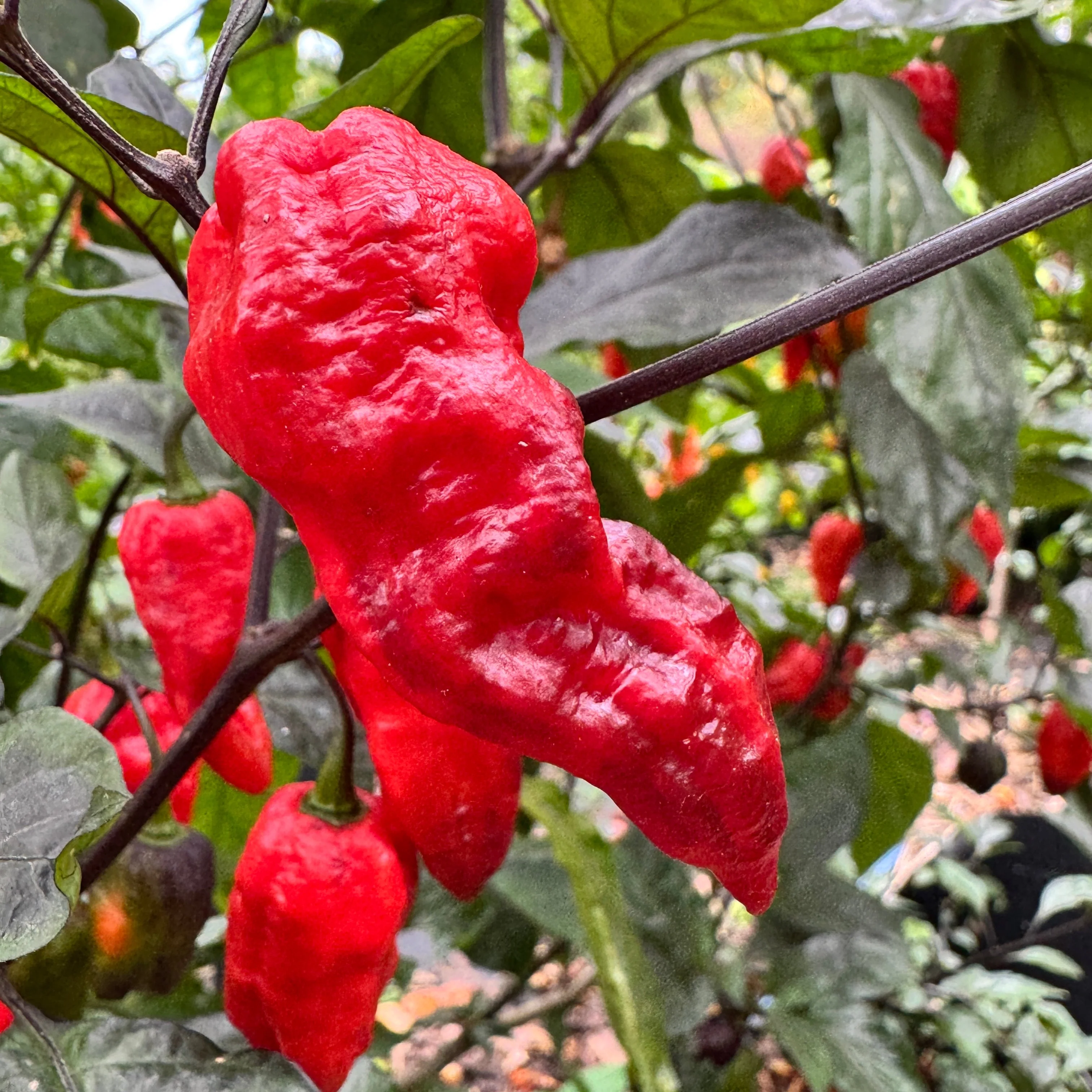 Thanos - Red - Seeds - Image 3