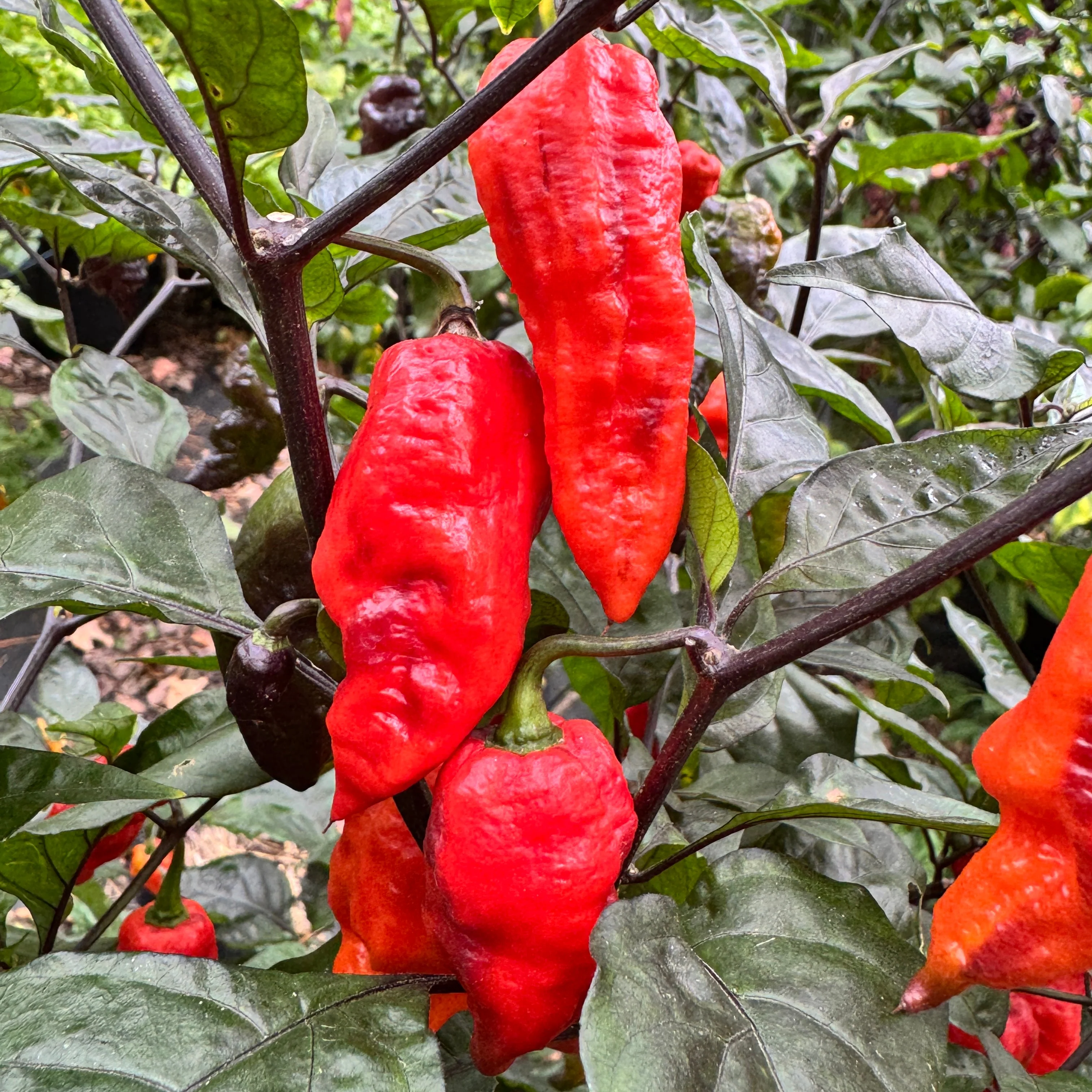 Thanos - Red - Seeds - Image 5