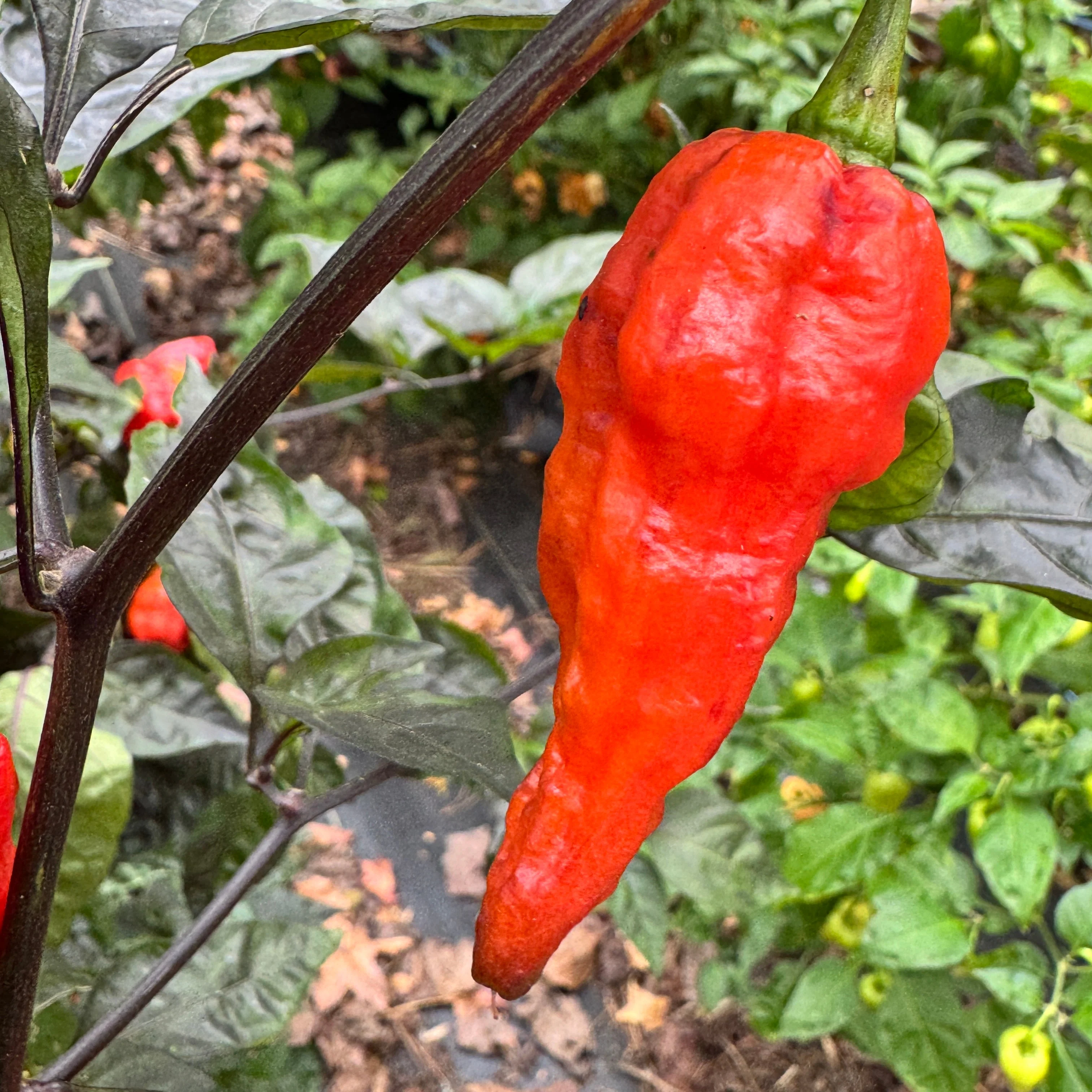 Thanos - Red - Seeds - Image 6