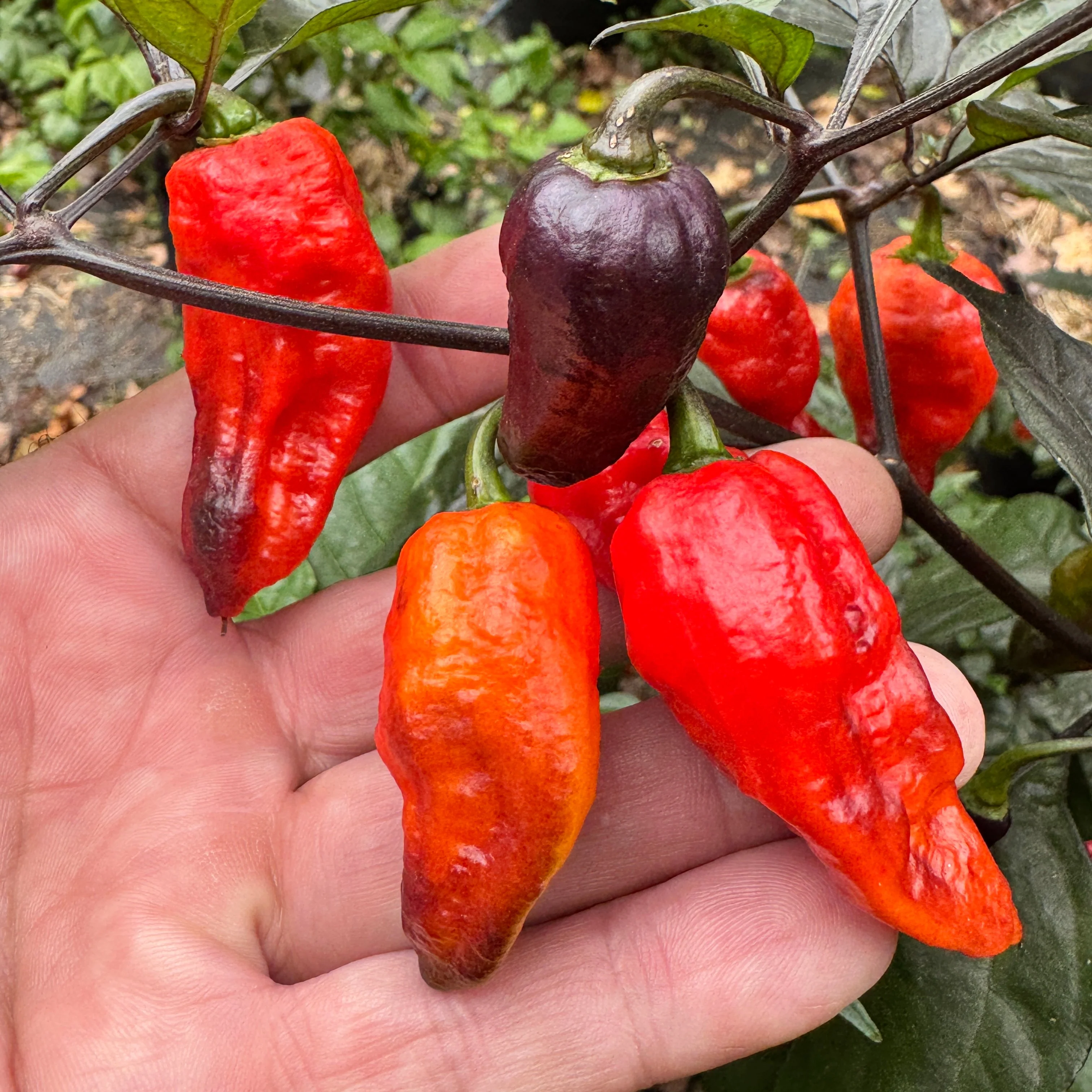 Thanos - Red - Seeds - Image 7