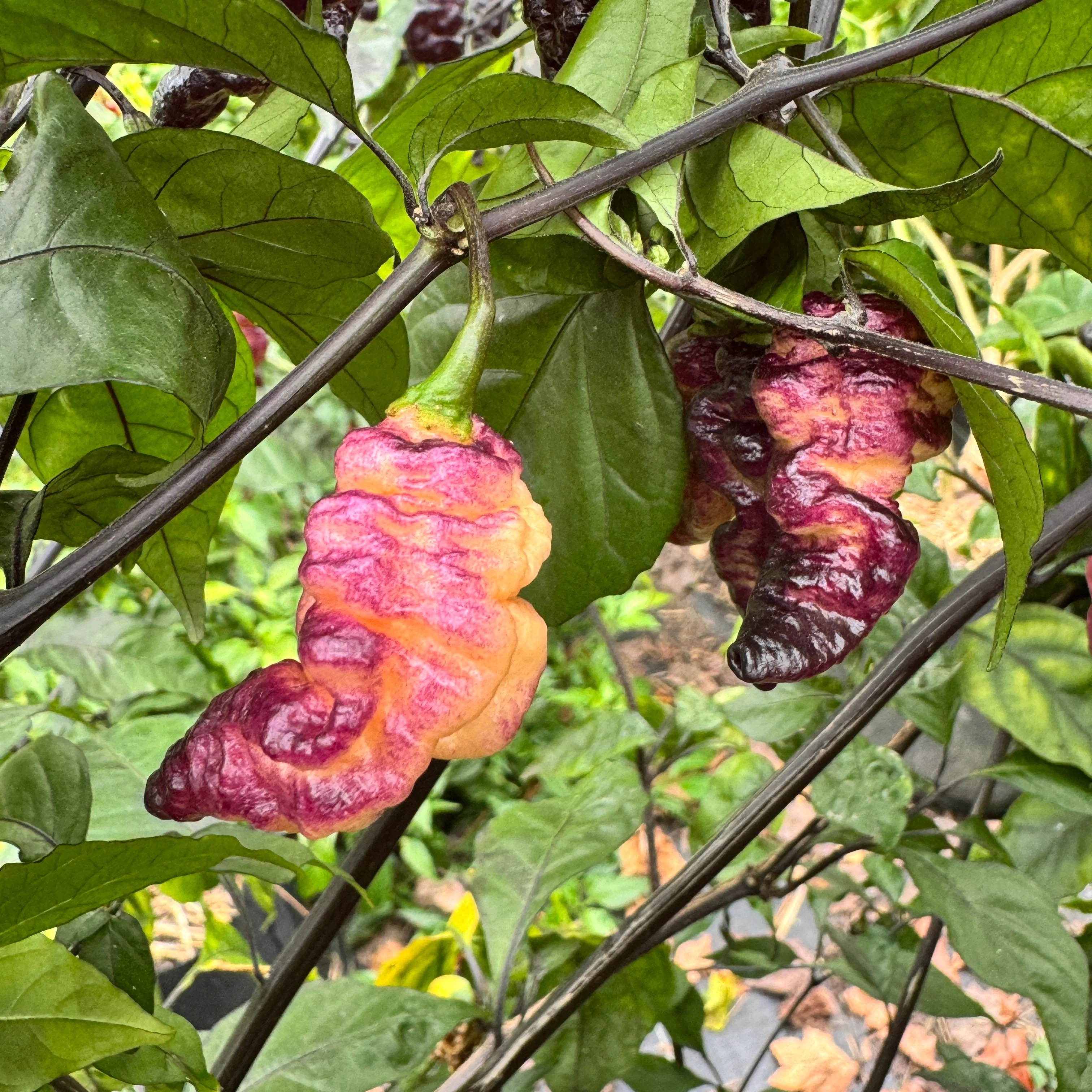Thor’s Thunderbolt - Seeds - Image 10