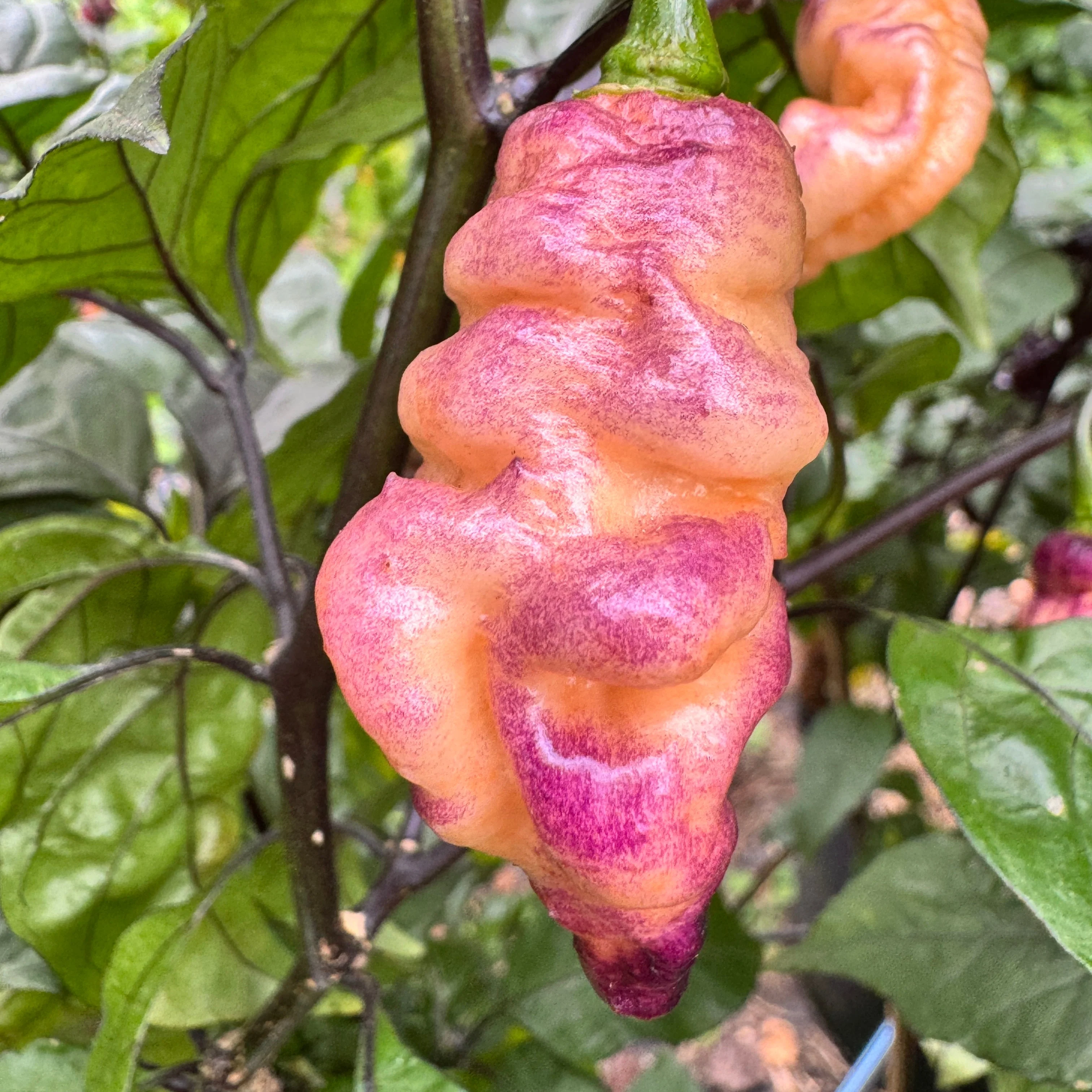 Thor’s Thunderbolt - Seeds - Image 3