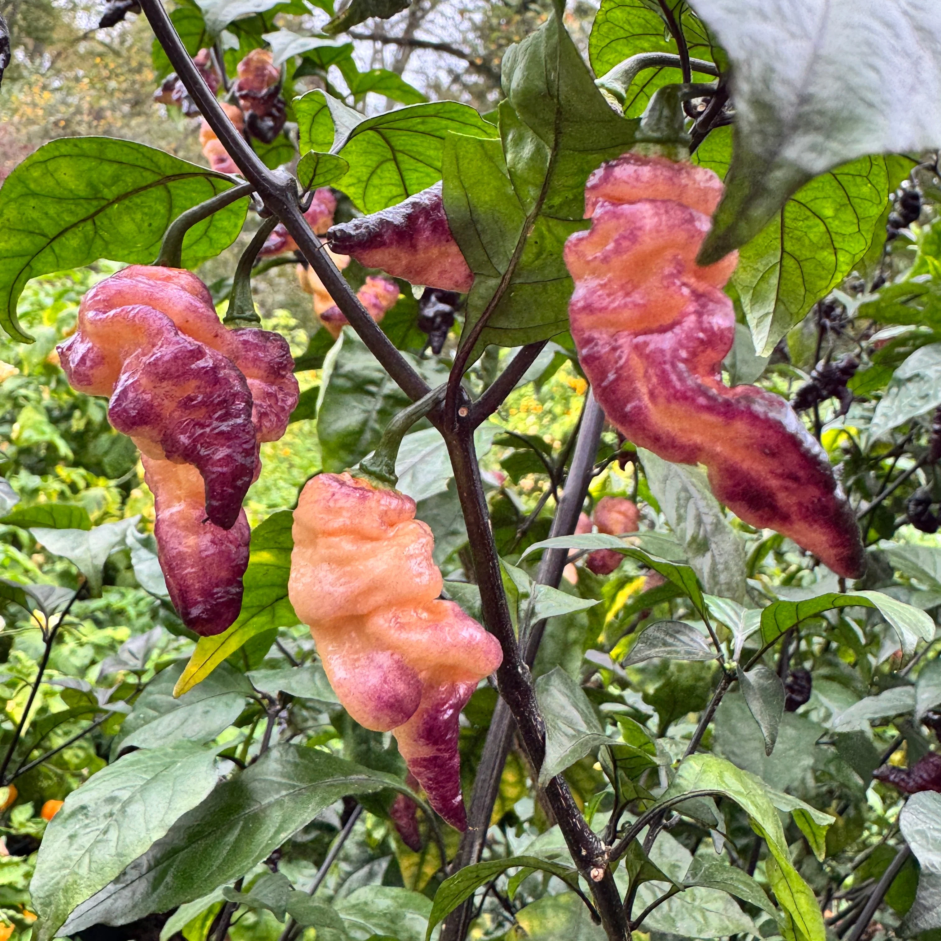Thor’s Thunderbolt - Seeds - Image 4