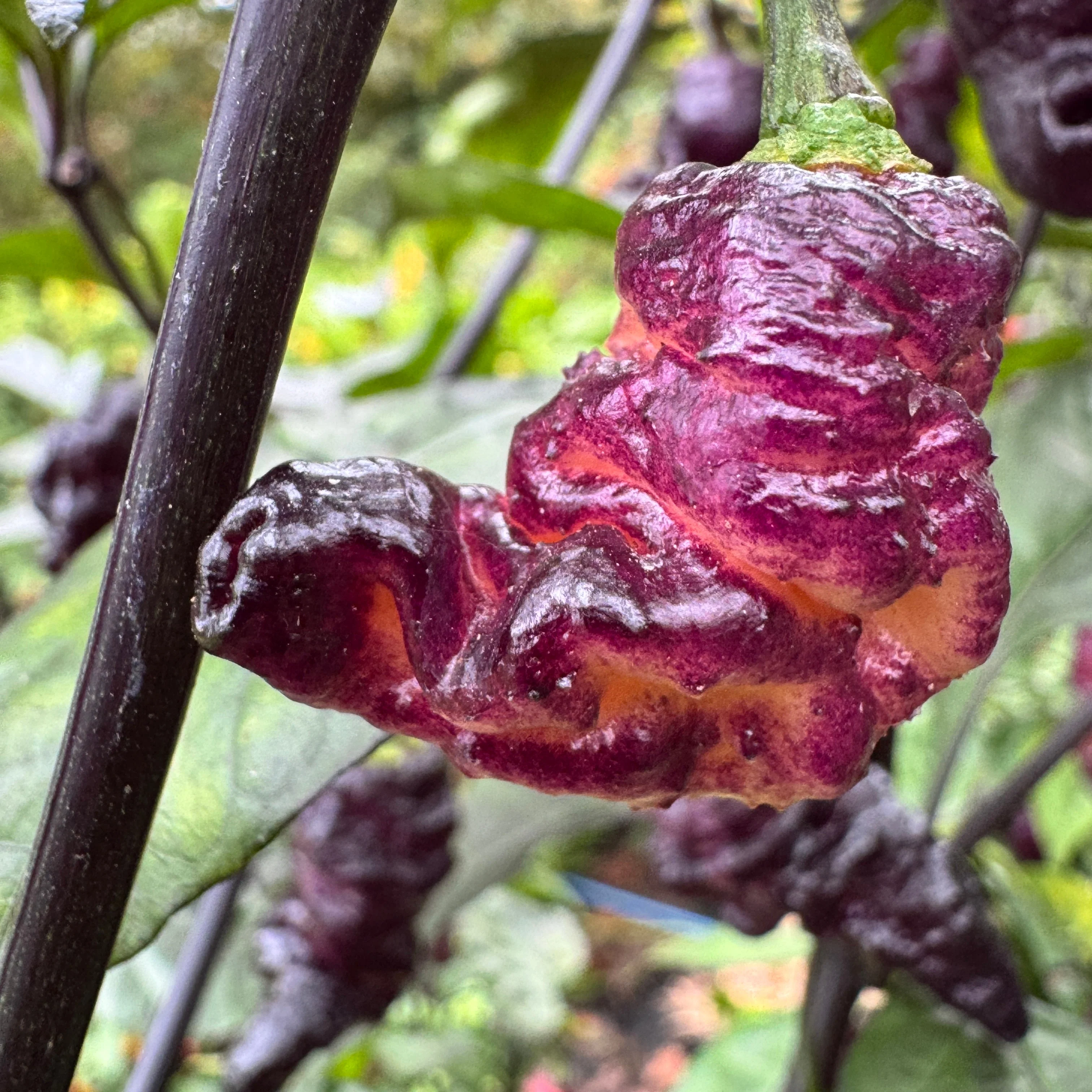 Thor’s Thunderbolt - Seeds - Image 5