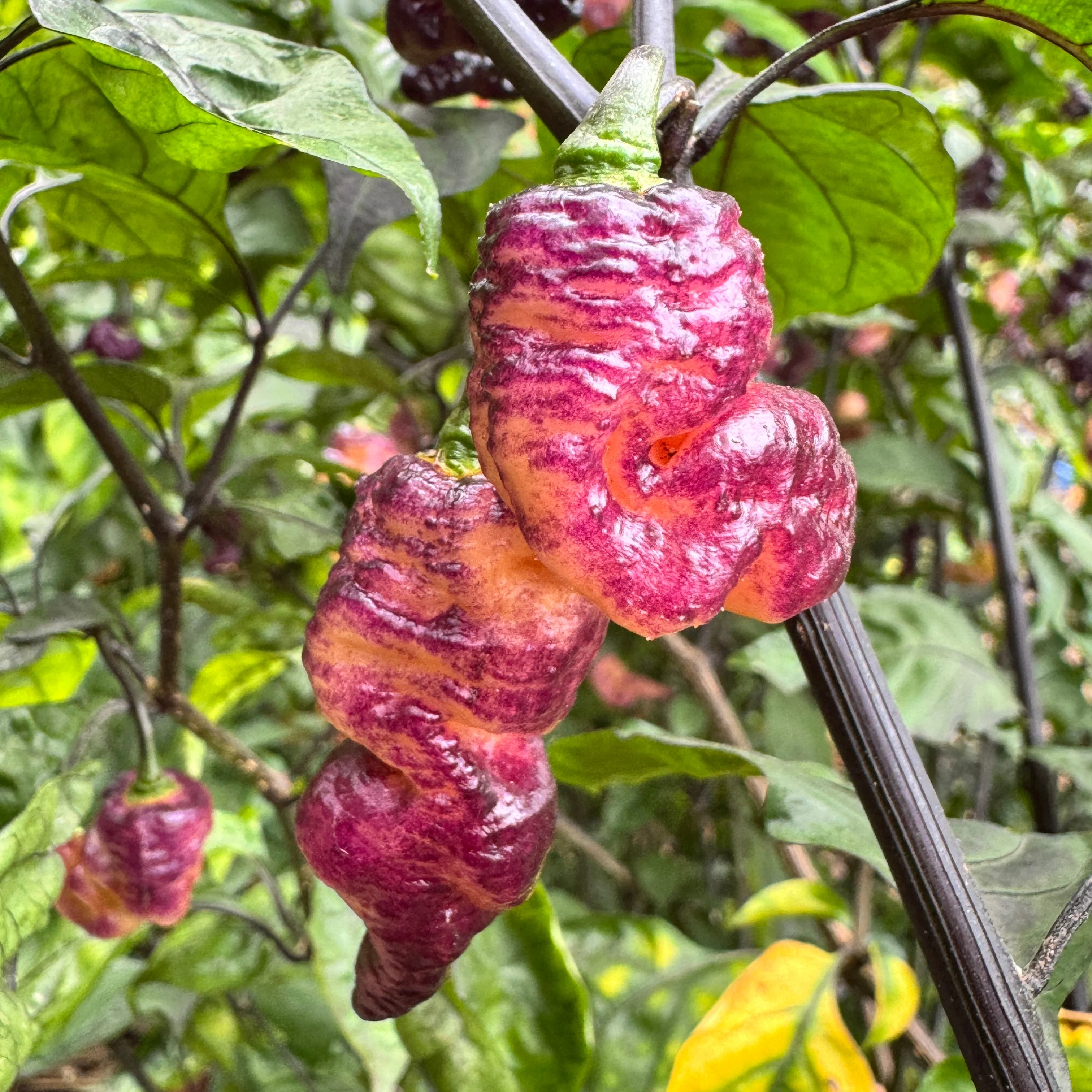 Thor’s Thunderbolt - Seeds - Image 6
