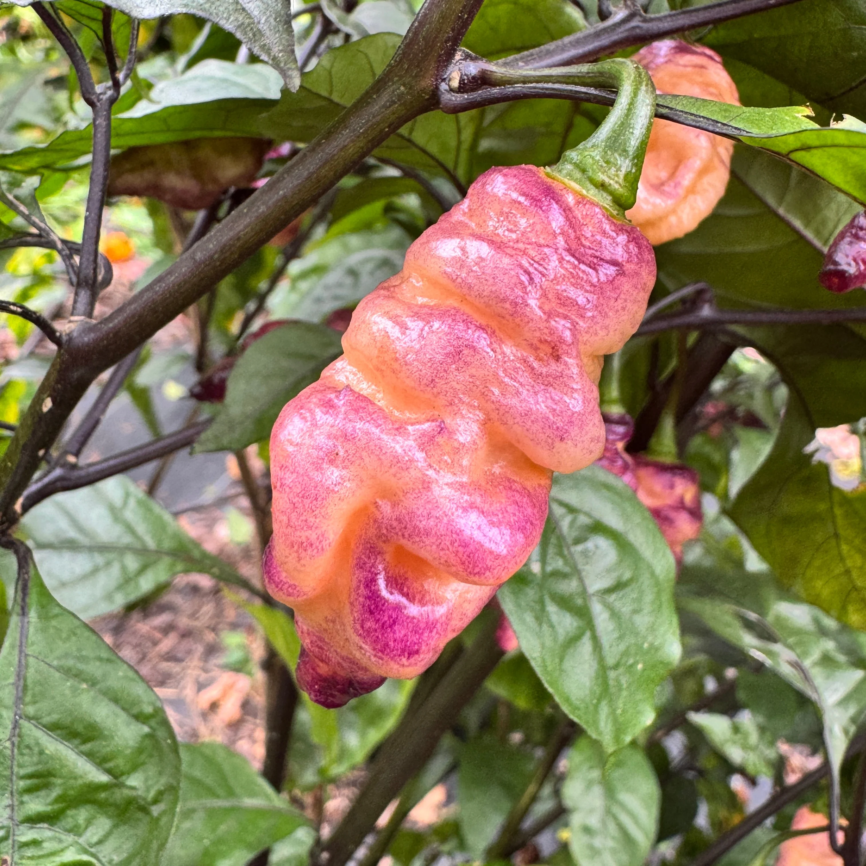 Thor’s Thunderbolt - Seeds - Image 7