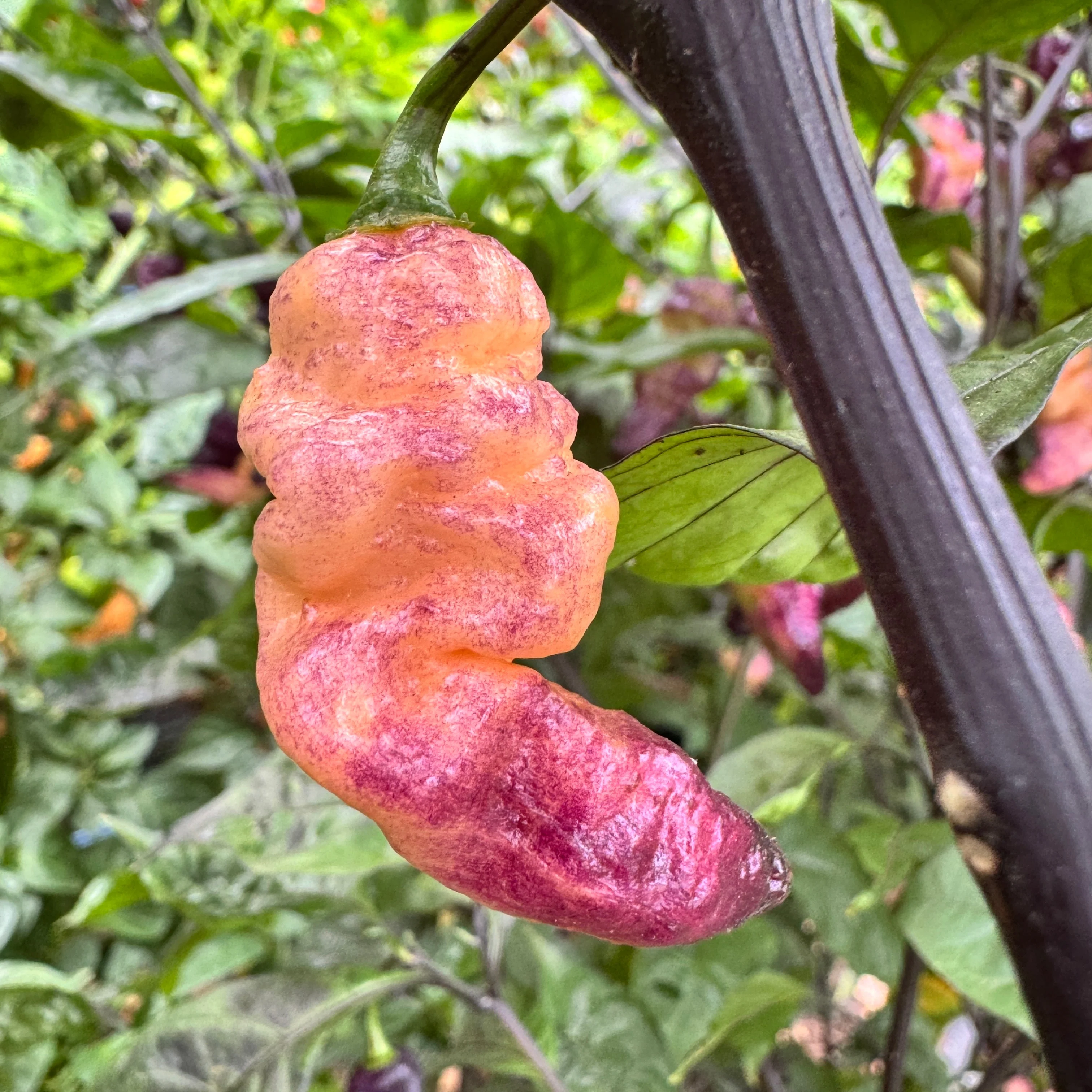 Thor’s Thunderbolt - Seeds - Image 8