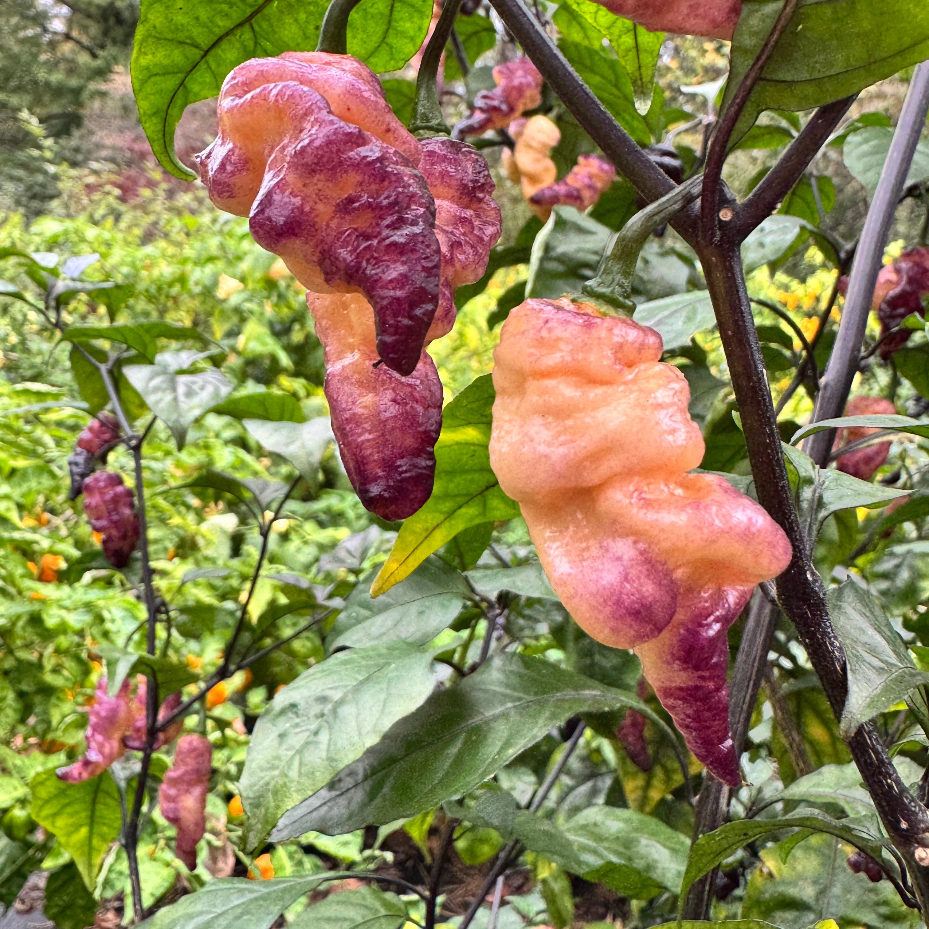 Thor’s Thunderbolt - Seeds - Image 9
