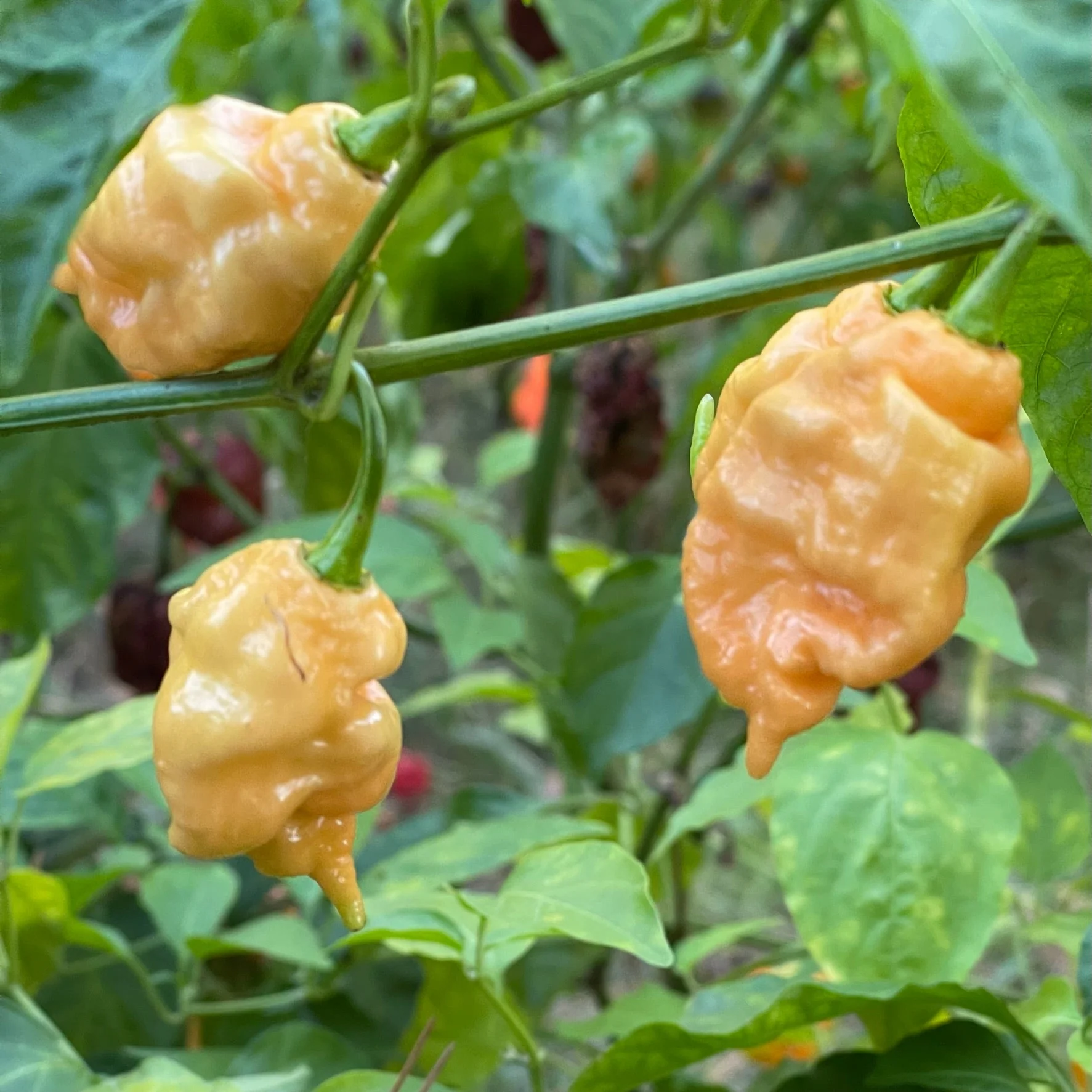 Thors Hammer Peach - Seeds - Image 3