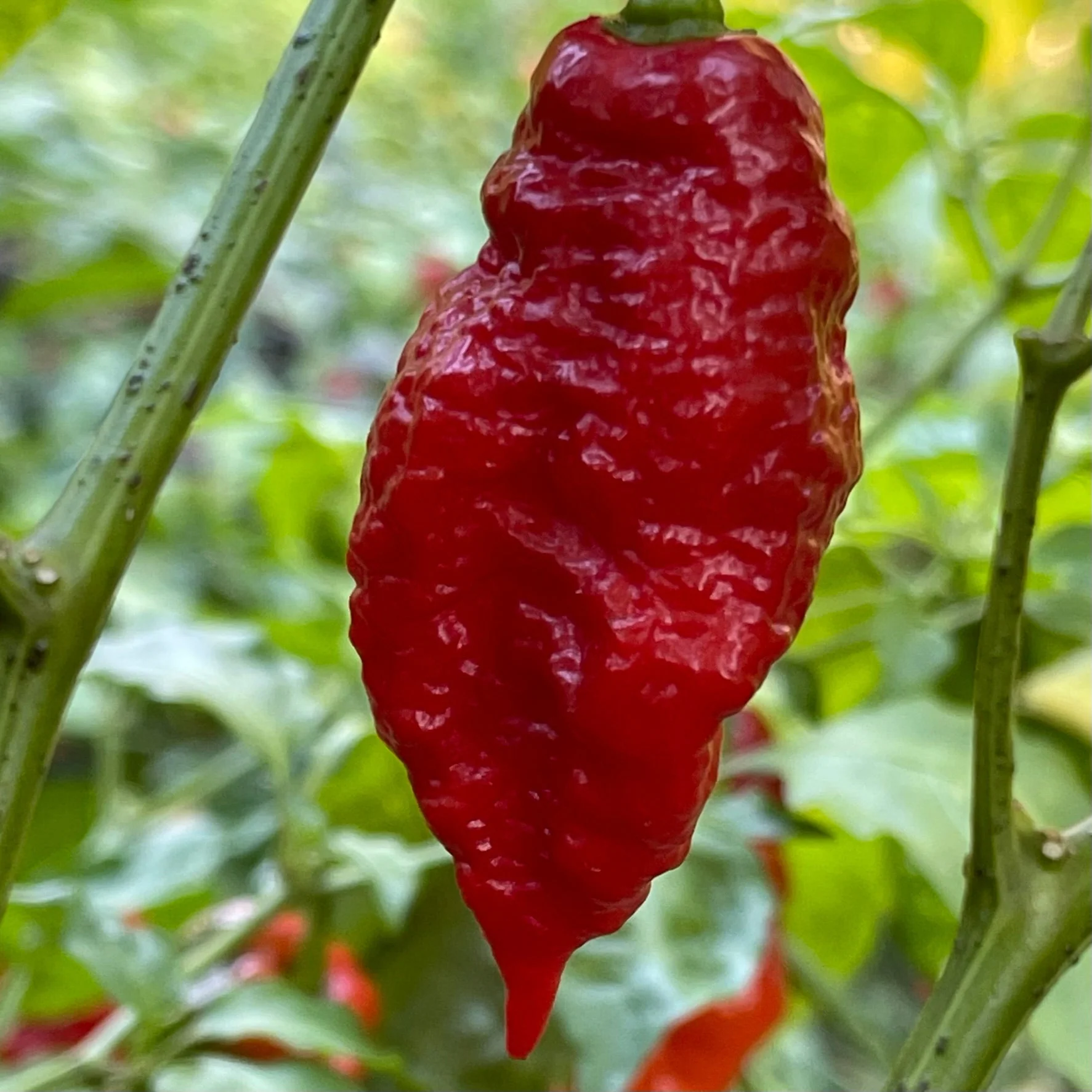 Thors Hammer Red - Seeds - Image 3