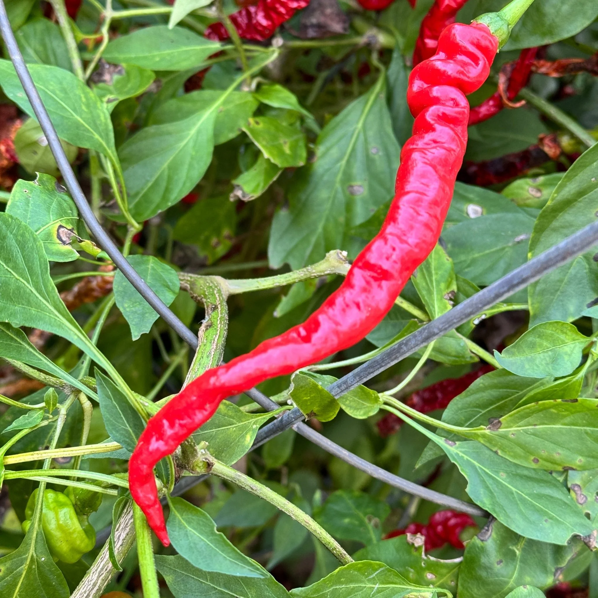 Thunder Cayenne - Seeds - Image 2