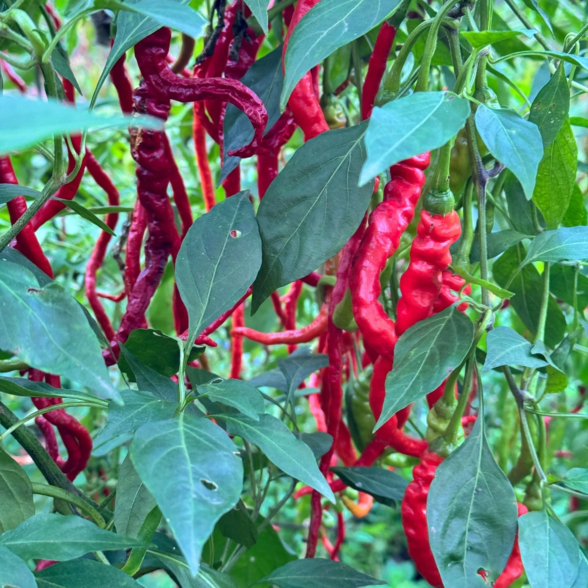 Thunder Cayenne - Seeds - Image 3
