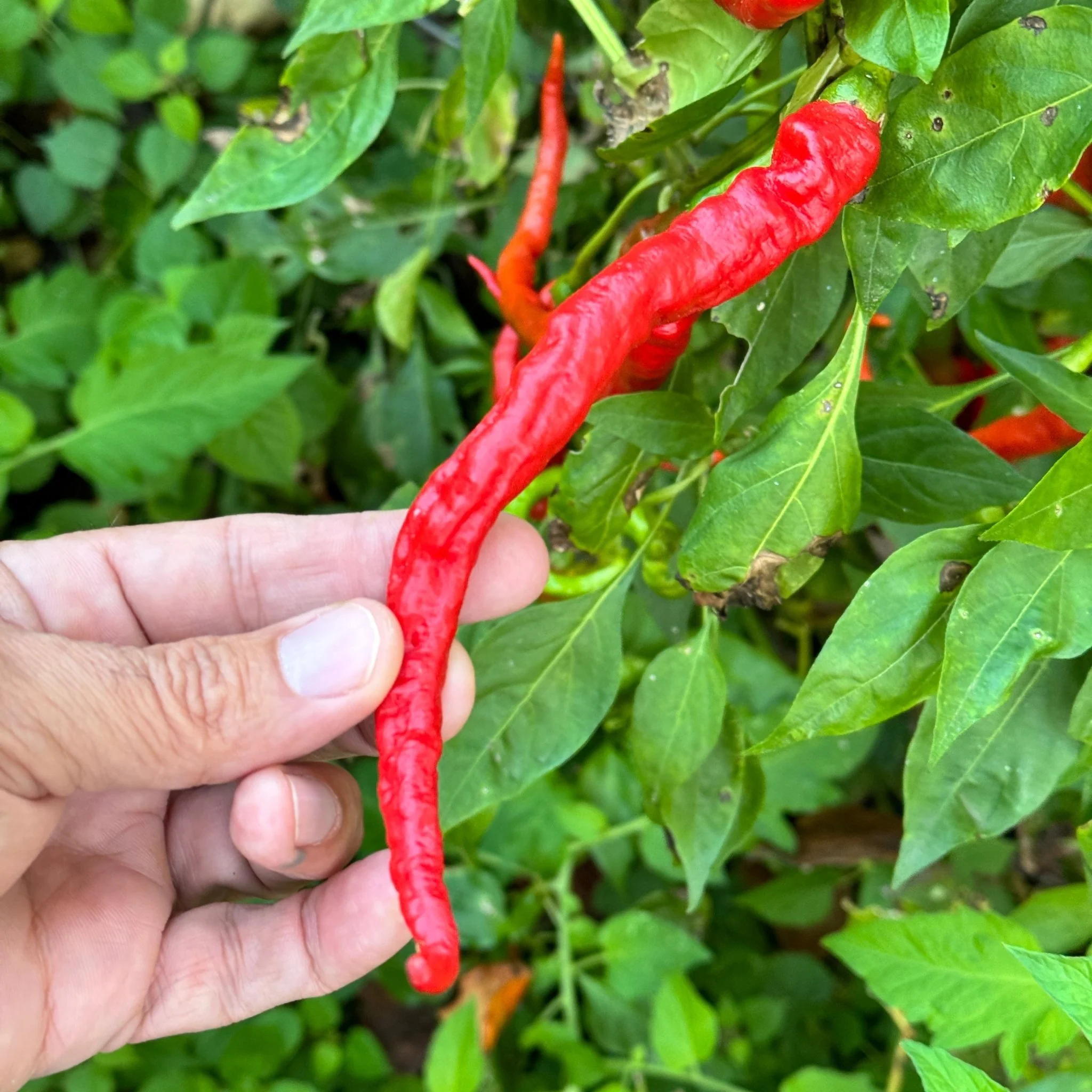 Thunder Cayenne - Seeds - Image 4