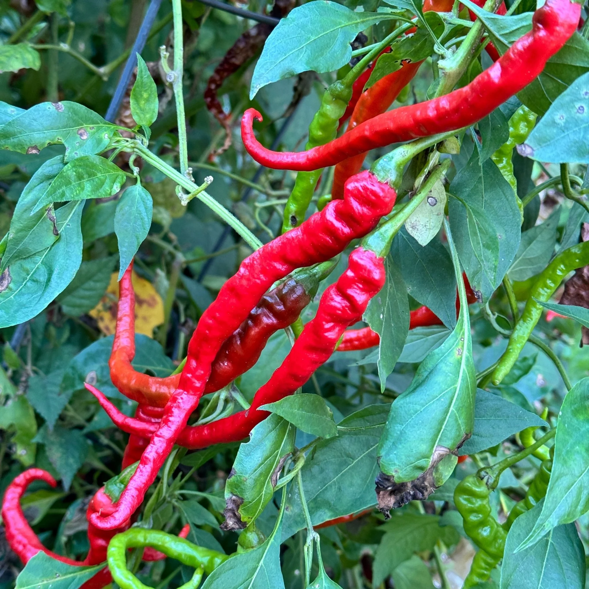 Thunder Cayenne - Seeds - Image 5
