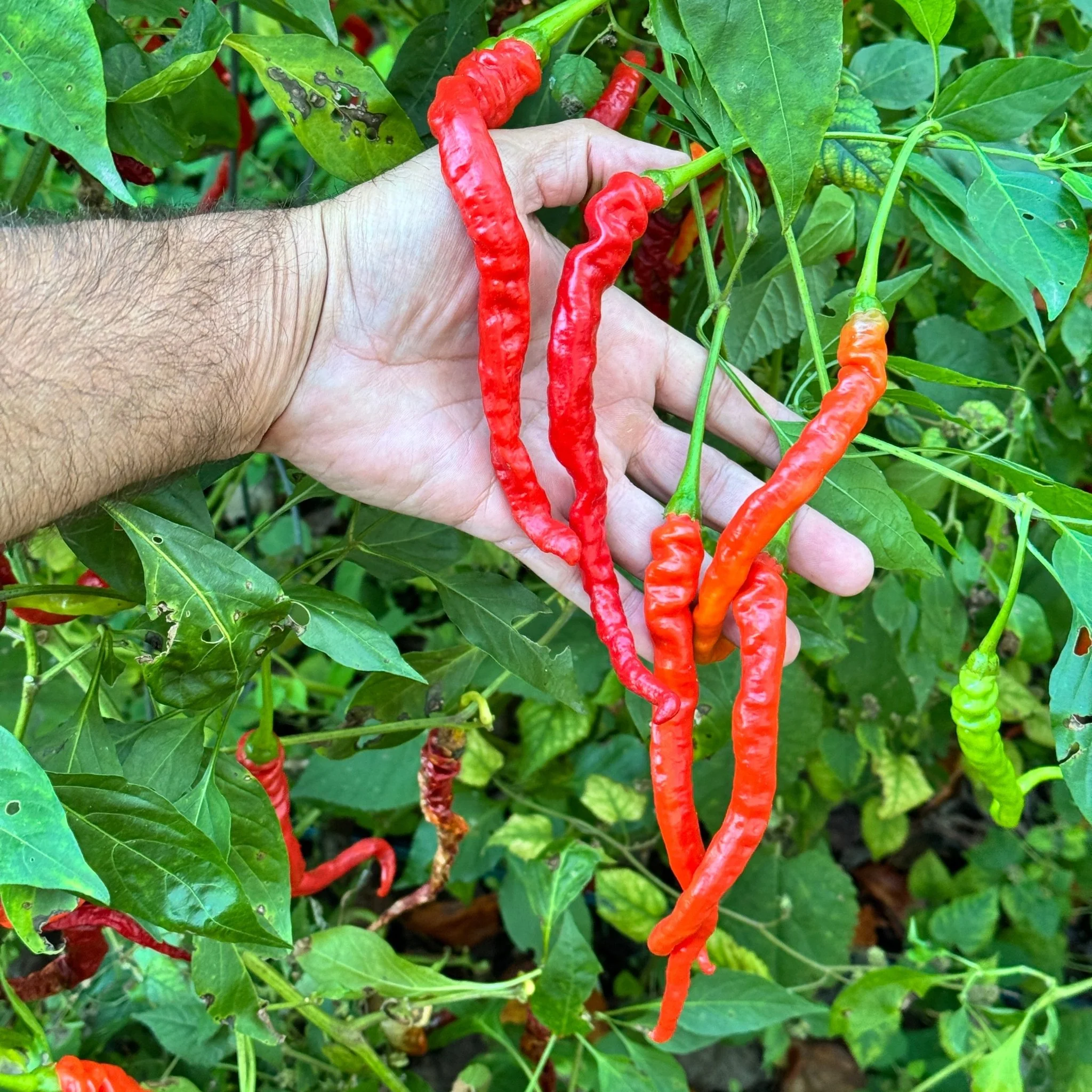 Thunder Cayenne - Seeds - Image 6