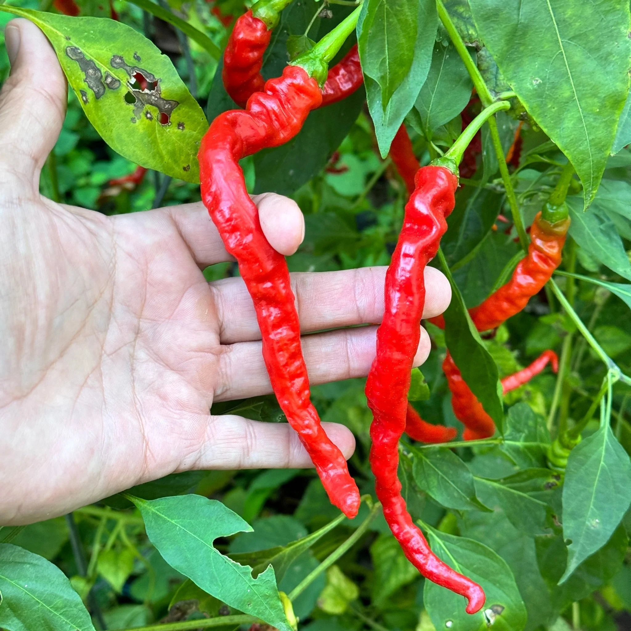 Thunder Cayenne - Seeds - Image 7