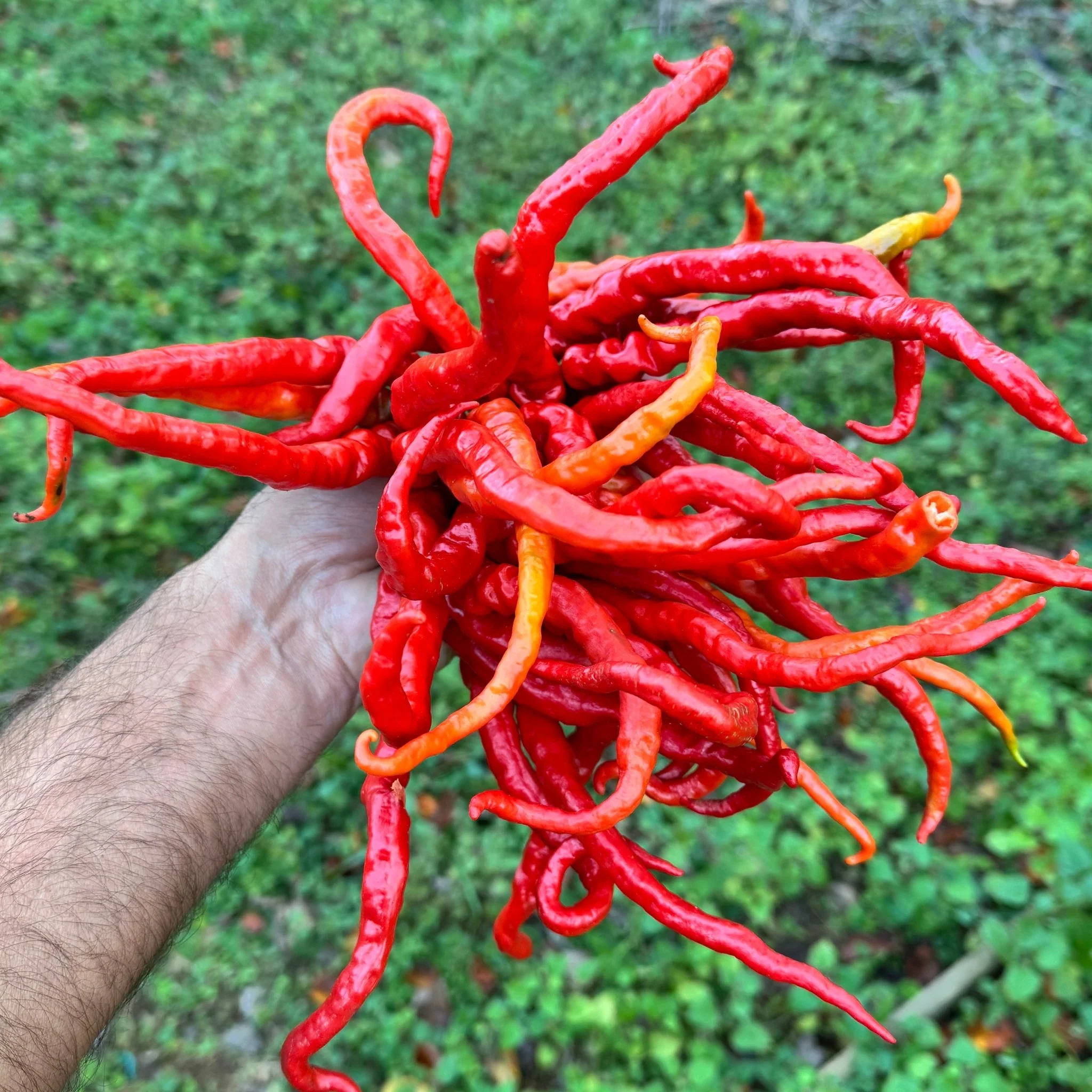 Thunder Cayenne - Seeds - Image 8
