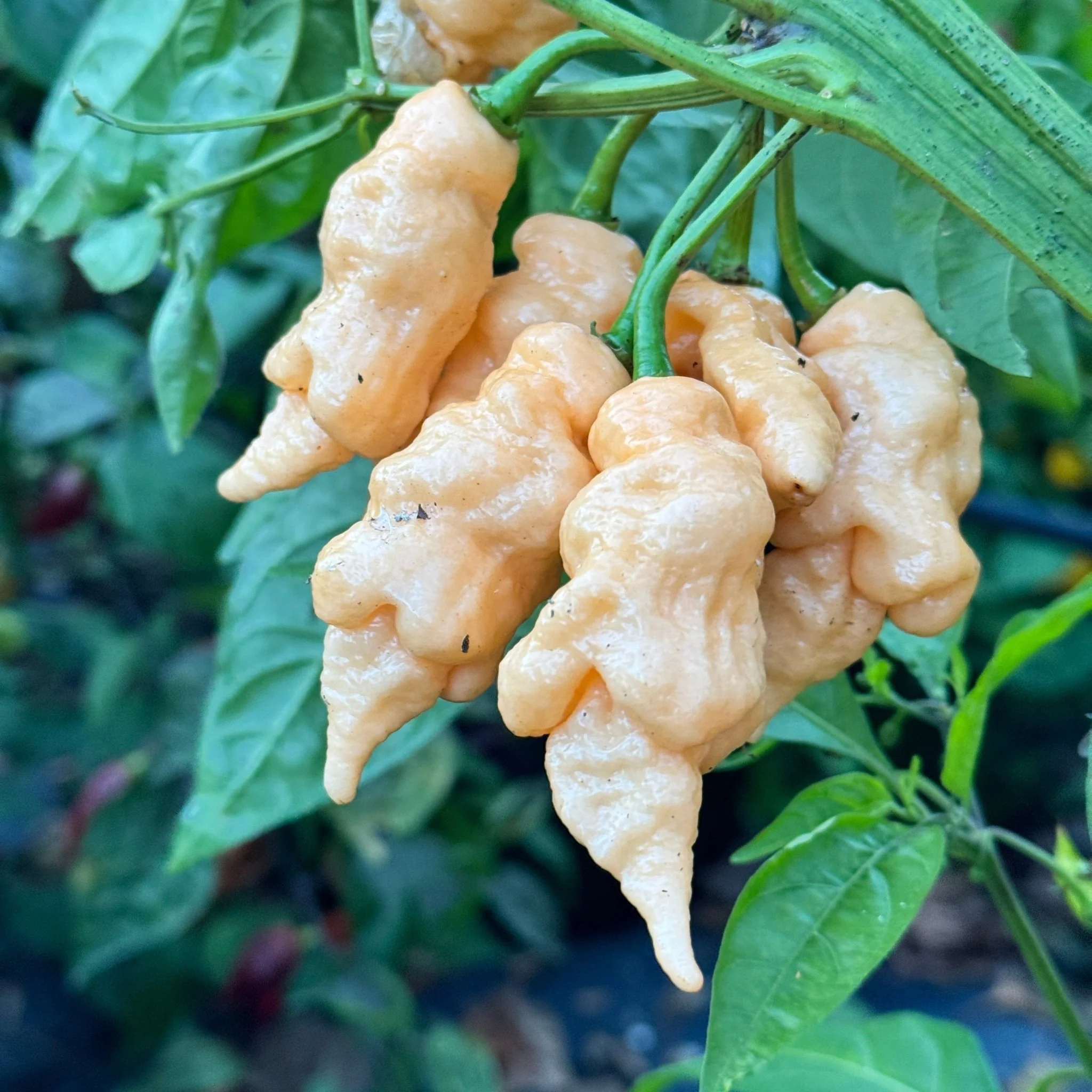 Tiberius Mauler Peach - Seeds - Image 3