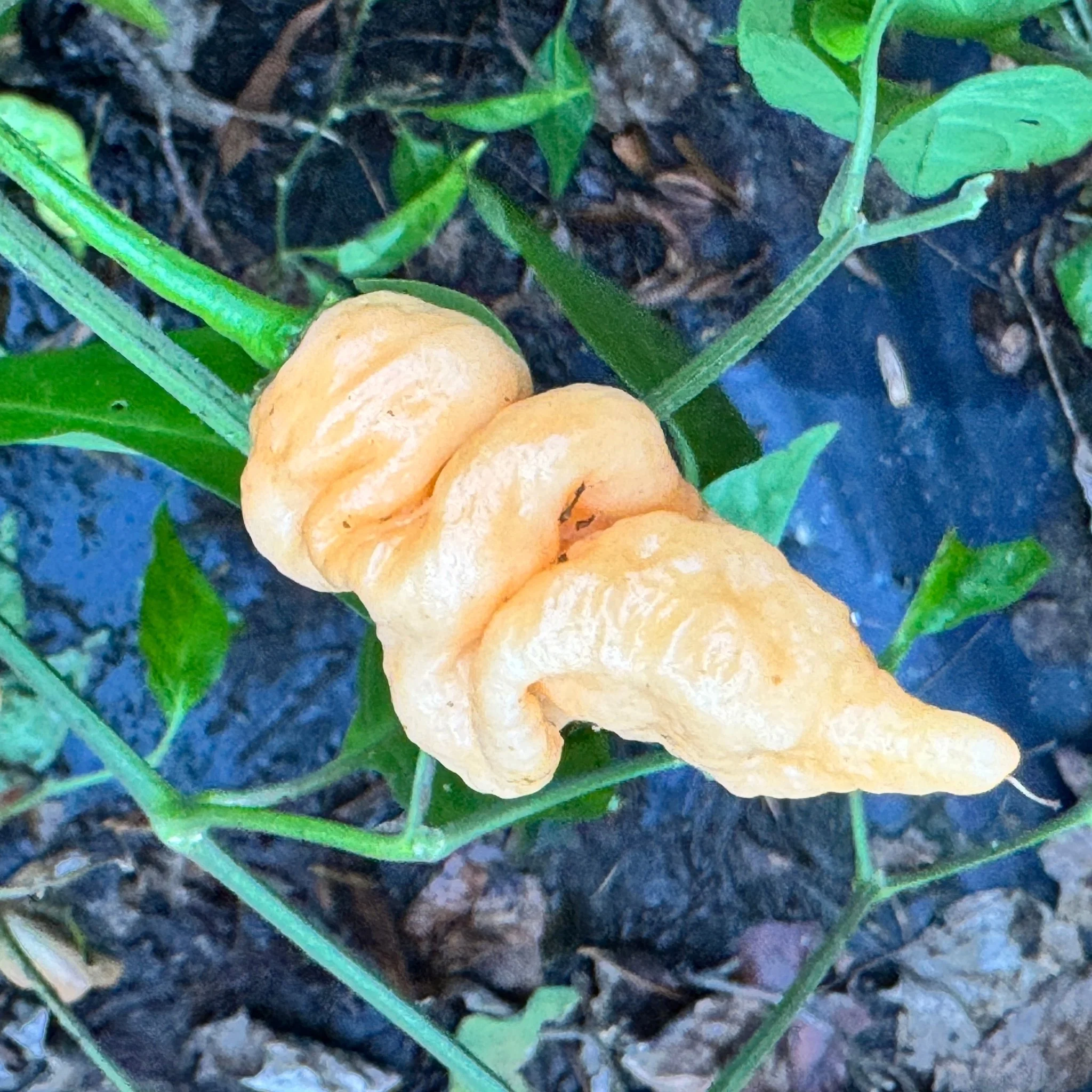 Tiberius Mauler Peach - Seeds - Image 5