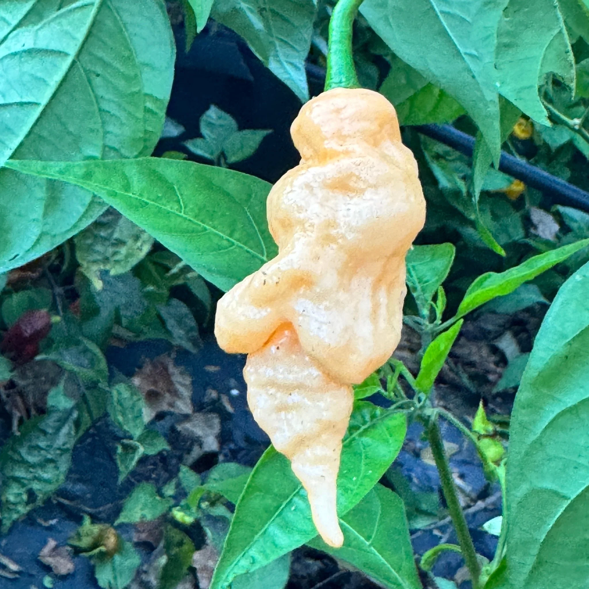 Tiberius Mauler Peach - Seeds - Image 6